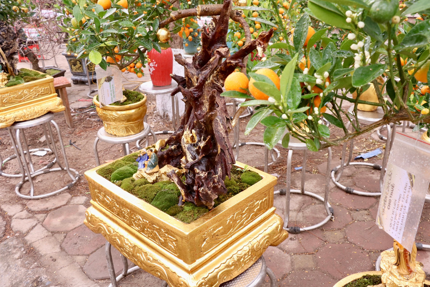 Theo anh Nam, mỗi dịp Tết đến xuân về, người dân thường sắm cho nhà một cây quất với mong cầu sự trù phú, thịnh vượng và may mắn. Bây giờ, cây quất còn được mọi người dành tặng cho nhau như một món quà ý nghĩa đầu xuân và khi được dát vàng lên càng làm tăng thêm vẻ sang trọng, quý giá cho những cây quất.