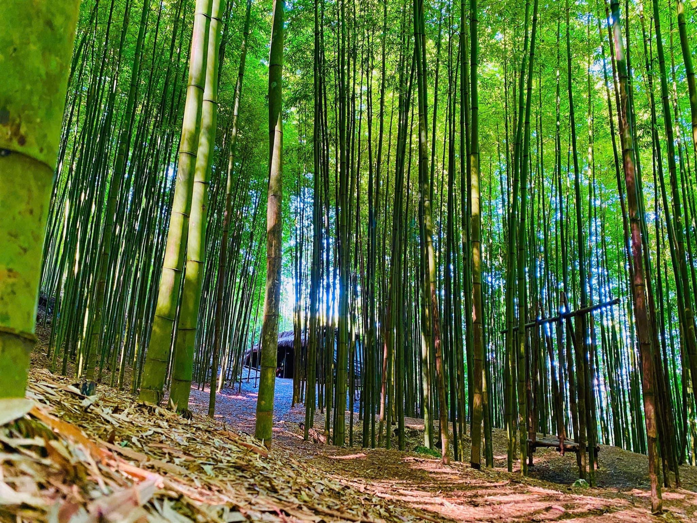 Vào buổi sáng sớm hoặc chiều muộn, nắng vàng xuyên qua kẽ lá, vẽ lên nền đất những hình thù lạ mắt. Những hình ảnh rung rinh theo từng nhịp gió thổi, tạo nên cảnh tượng sống động trong "thước phim" mà mẹ thiên nhiên ban tặng cho nơi đây.