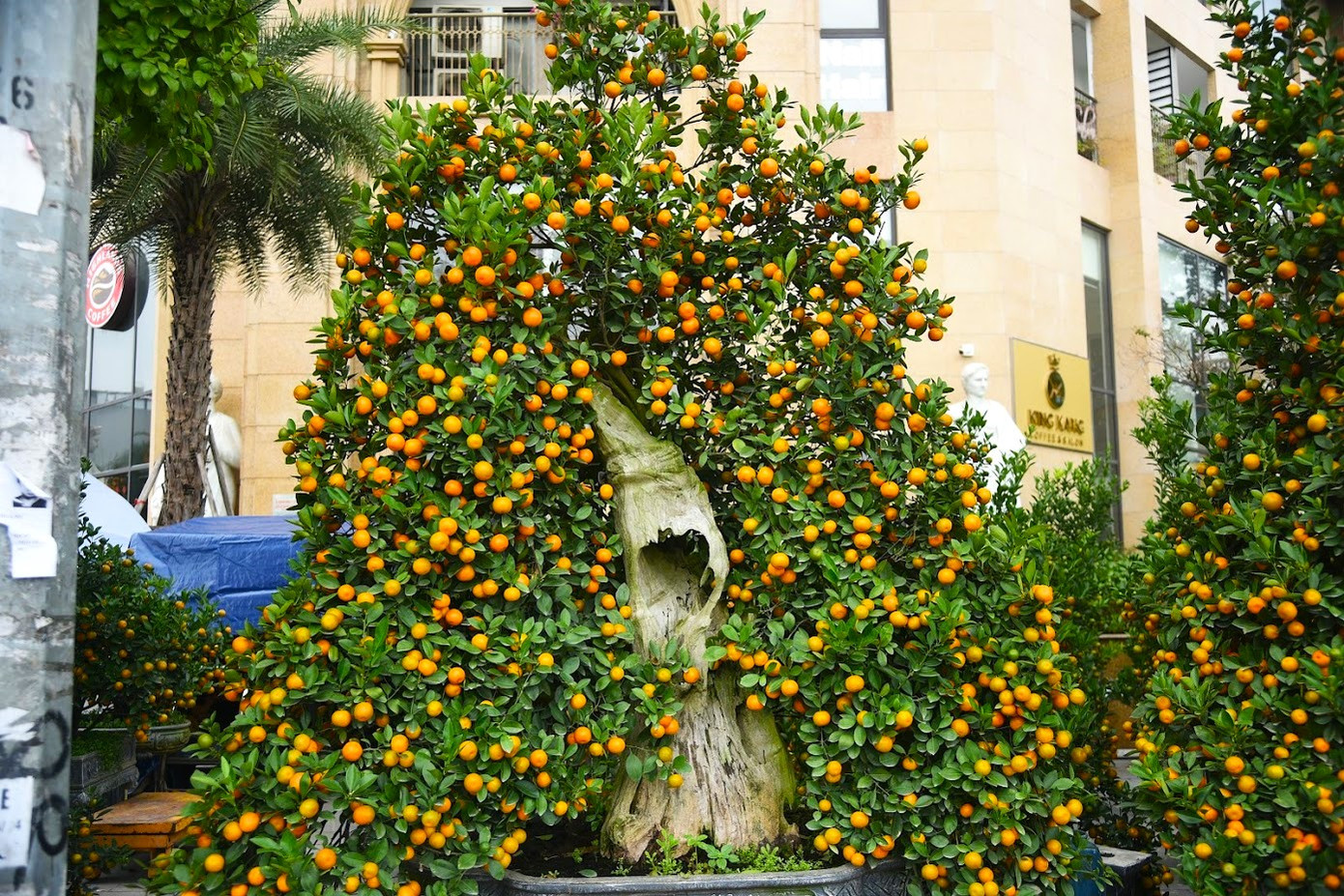 Ngoài quất tạo hình linh vật rồng, nhiều nhà vườn cũng đã bắt đầu bày bán những cây quất giá trị, độc đáo khác như quất gỗ lũa giá từ hàng chục triệu đến hơn trăm triệu. Ngoài quất tạo hình linh vật rồng, nhiều nhà vườn cũng đã bắt đầu bày bán những cây quất giá trị, độc đáo khác như quất gỗ lũa giá từ hàng chục triệu đến hơn trăm triệu.