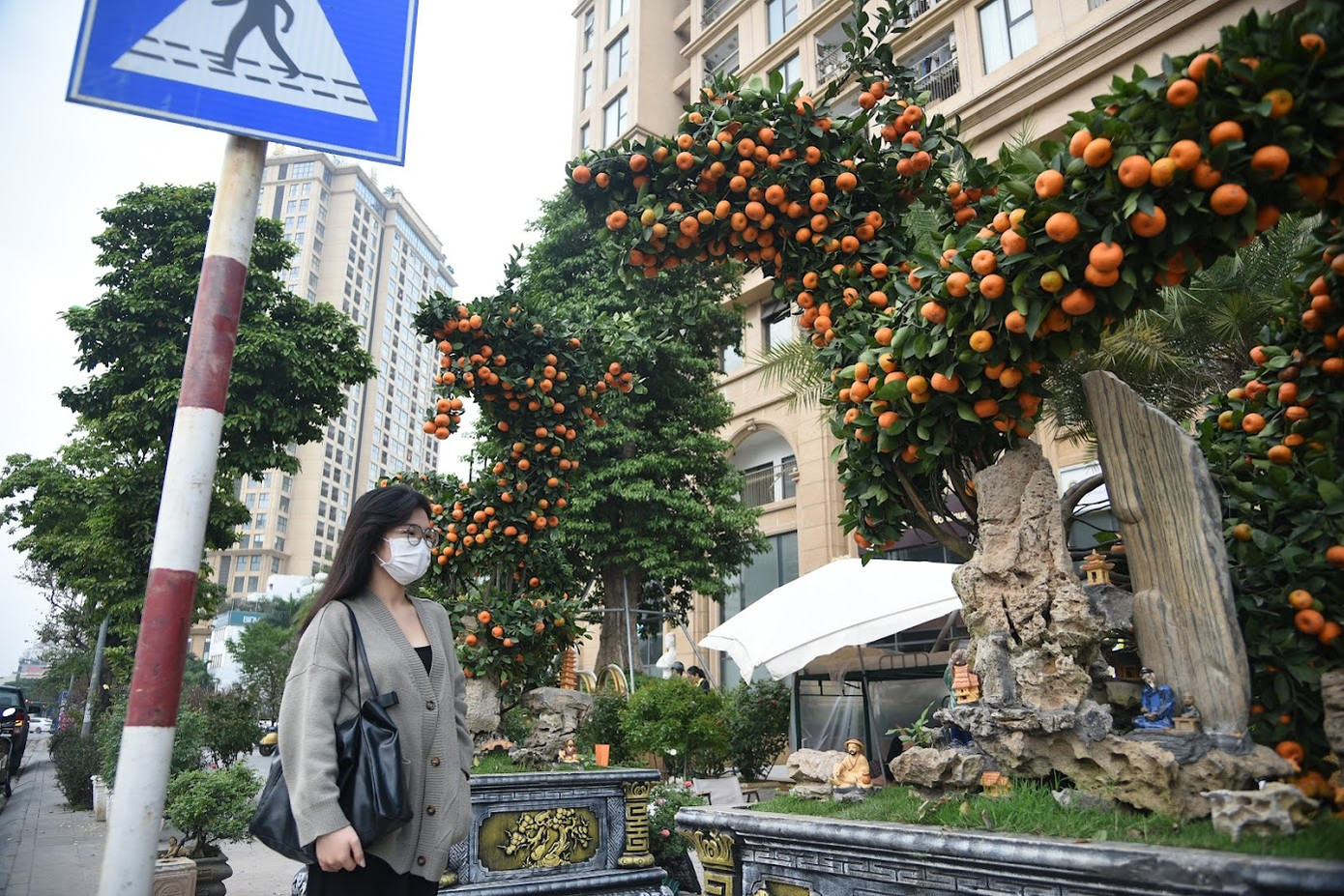 Nhờ có tạo hình độc đáo, cặp quất thu hút được nhiều sự chú ý của những người qua đường. Nhờ có tạo hình độc đáo, cặp quất thu hút được nhiều sự chú ý của những người qua đường.