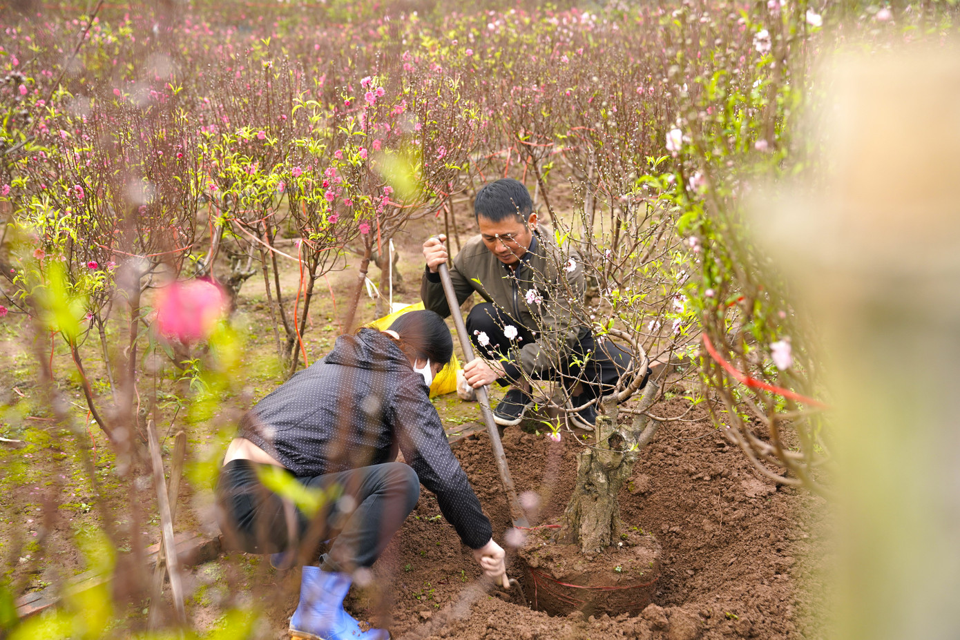 Những gốc được khách mua nhà vườn sẽ khéo léo bứng cả bầu đất để lấy được cả phần rễ, giúp cây có thể sống được lâu hơn khi cho vào chậu.
