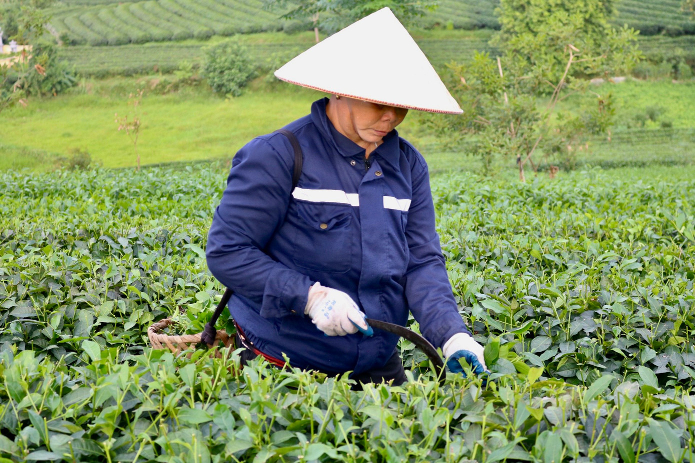 Thường sau khi cắt bằng máy sẽ có người đi sau để "mót" những phần chè đến độ thu hoạch mà máy không cắt tới được.