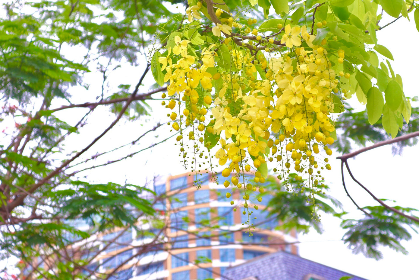 Nhiều góc phố Thủ đô trở nên chill hơn với sự xuất hiện của hoa muồng hoàng yến. Nhiều góc phố Thủ đô trở nên chill hơn với sự xuất hiện của hoa muồng hoàng yến.