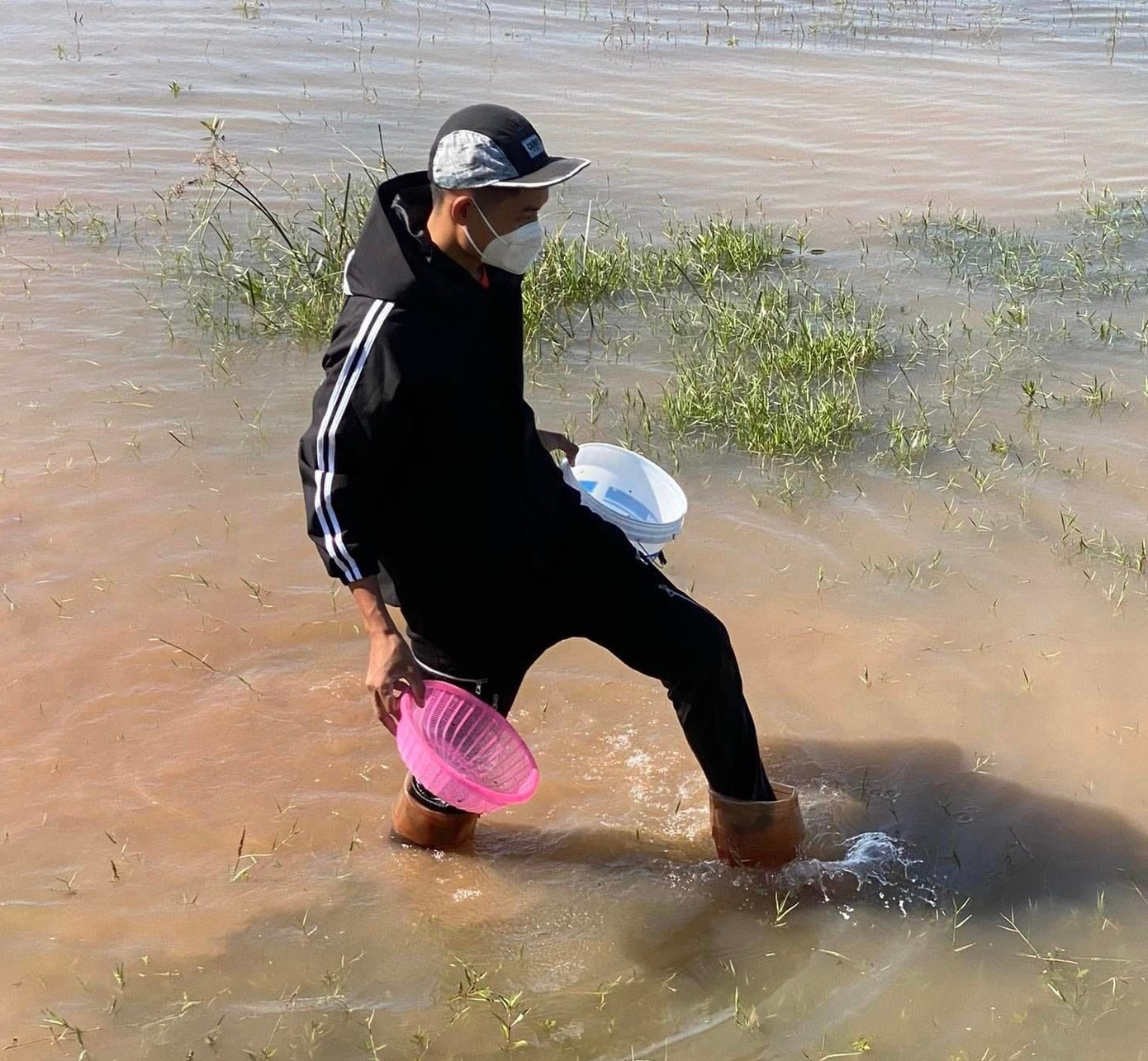 Người dân lội ruộng để "săn rồng đất".