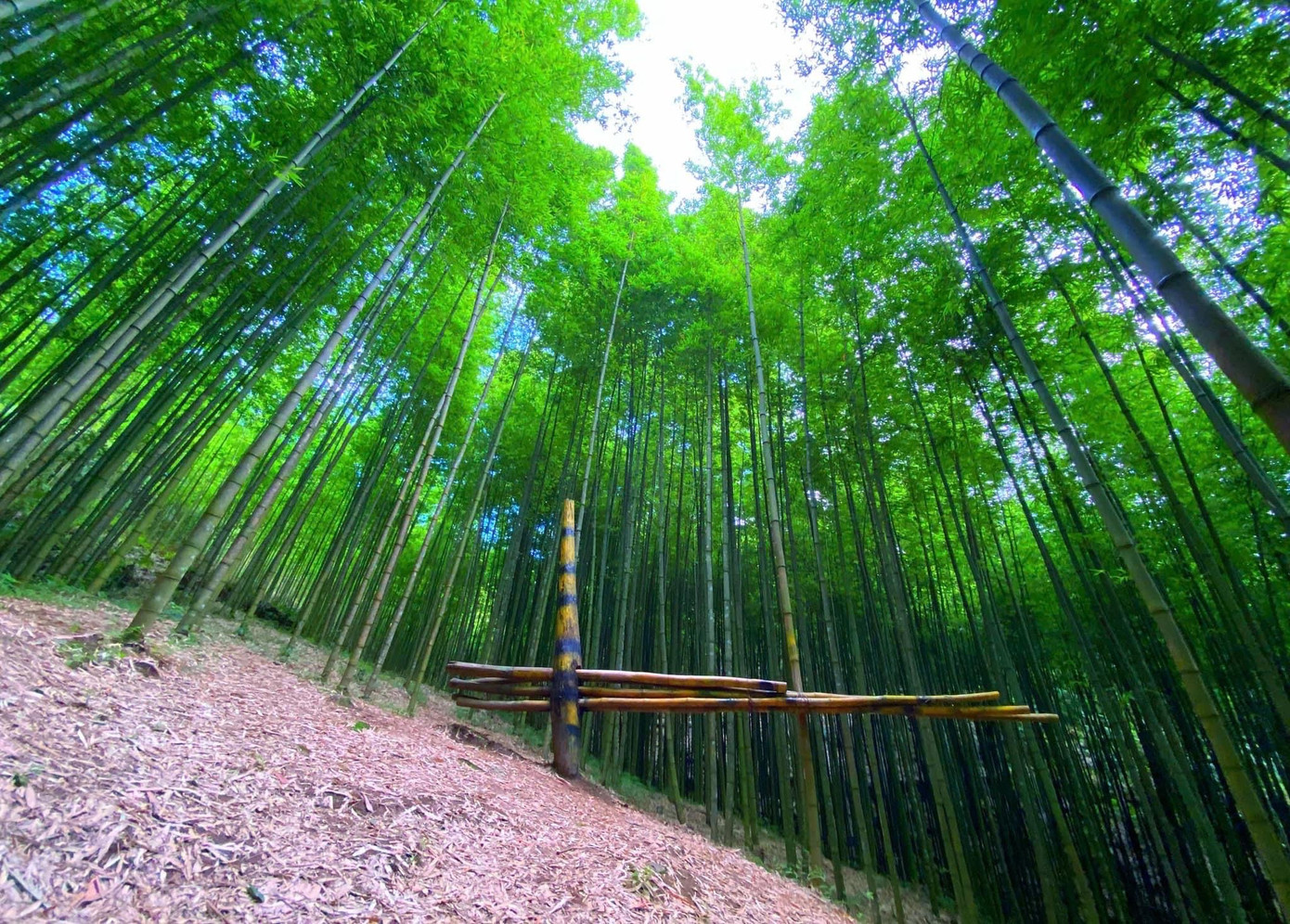 Để đi được từ trung tâm thị trấn tới rừng trúc, cần phải đi qua con đường khá quanh co và dốc nên dịch vụ xe ôm cũng ngày càng phát triển. Giá xe ôm một người khứ hồi đi từ trung tâm đến rừng trúc rơi vào khoảng 100.000 - 150.000 đồng/người, vé vào rừng trúc là 20.000 đồng.