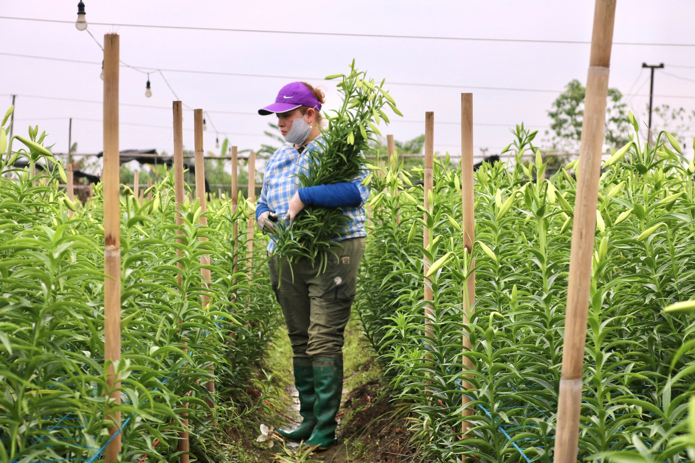 Chị Hà ( Hạ Mỗ) cho biết khi hoa loa kèn có búp to hơn ngón tay cái một chút và bắt đầu chuyển trắng là có thể thu hoạch được rồi. "Hoa sau khi thu hoạch nhà tôi sẽ bó thành từng bó 100 bông rồi đem đến những nhà buôn nhập cho họ. Giá hiện tại đầu mùa chúng tôi đang bán là 100.000 đồng/bó (100 bông)". Chị Hà ( Hạ Mỗ) cho biết khi hoa loa kèn có búp to hơn ngón tay cái một chút và bắt đầu chuyển trắng là có thể thu hoạch được rồi. "Hoa sau khi thu hoạch nhà tôi sẽ bó thành từng bó 100 bông rồi đem đến những nhà buôn nhập cho họ. Giá hiện tại đầu mùa chúng tôi đang bán là 100.000 đồng/bó (100 bông)".