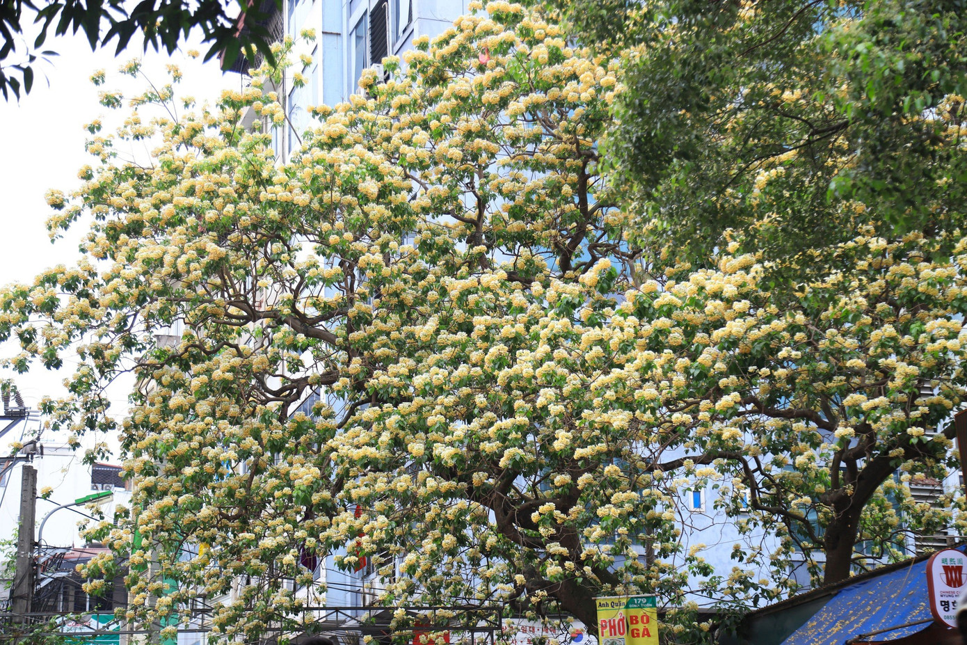 Ngoài vẻ đẹp cây bún còn có nhiều tác dụng như quả có thể ăn được và làm thuốc.