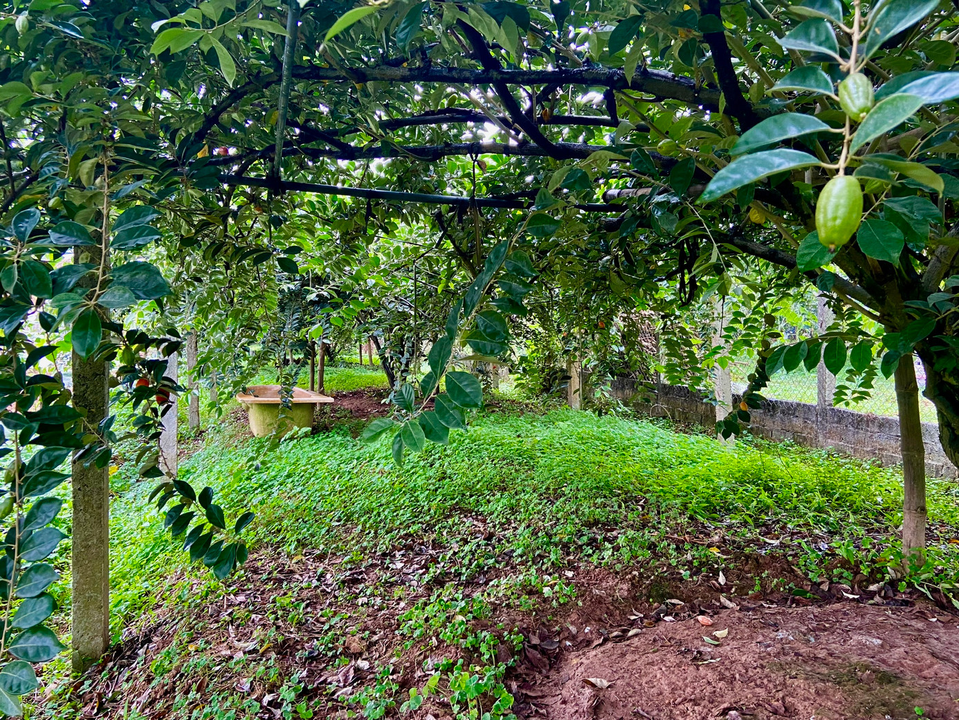 Đầu mùa nhưng trong vườn của nhiều gia đình trồng nhót tại xã Hiệp Thuận, huyện Phúc Thọ đã "vắng bóng" những chùm nhót chín. Đầu mùa nhưng trong vườn của nhiều gia đình trồng nhót tại xã Hiệp Thuận, huyện Phúc Thọ đã "vắng bóng" những chùm nhót chín.