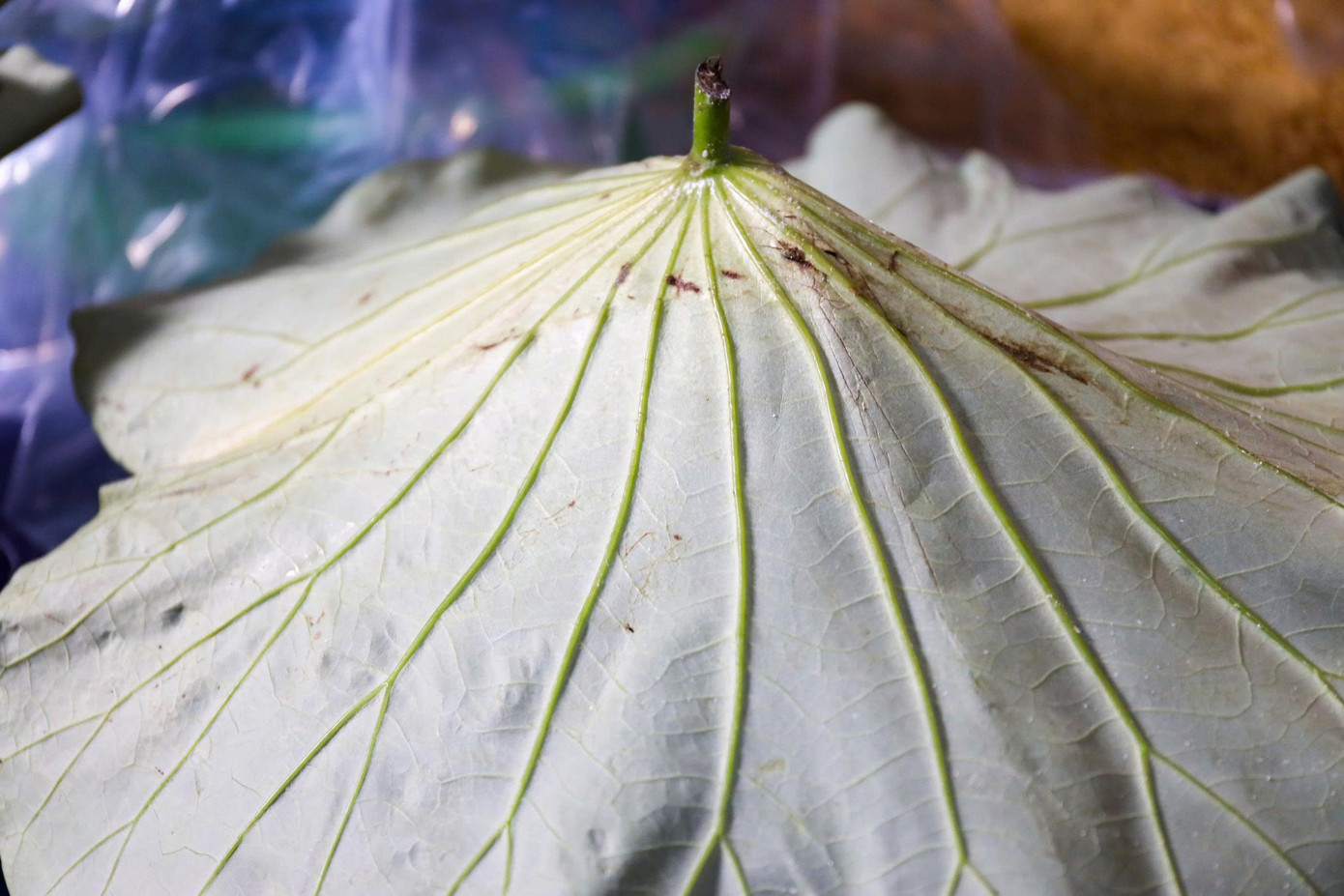 Lá sen được sử dụng để lót ổ ủ rượu, giúp cơm rượu nếp vừa lên men tự nhiên lại có mùi sen thơm nhẹ.