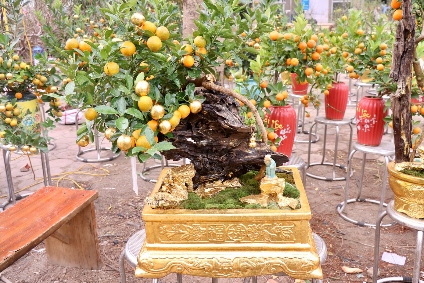 Theo anh Nam, mỗi dịp Tết đến xuân về, người dân thường sắm cho nhà một cây quất với mong cầu sự trù phú, thịnh vượng và may mắn. Bây giờ, cây quất còn được mọi người dành tặng cho nhau như một món quà ý nghĩa đầu xuân và khi được dát vàng lên càng làm tăng thêm vẻ sang trọng, quý giá cho những cây quất.