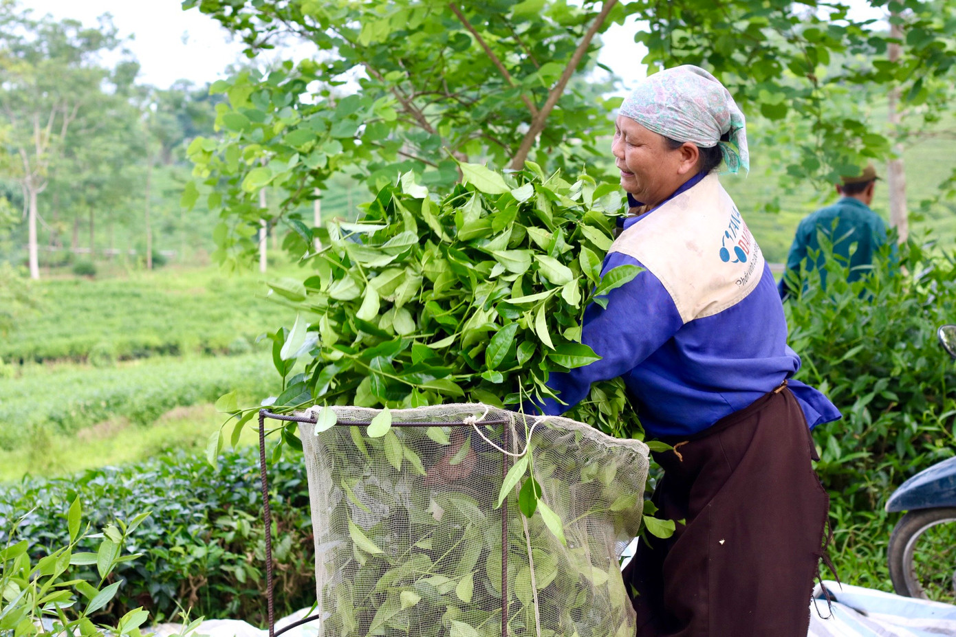 Chè được chăm sóc cẩn thận sẽ cho sản lượng cao và khoảng 45 ngày sẽ cho thu hoạch một lứa.