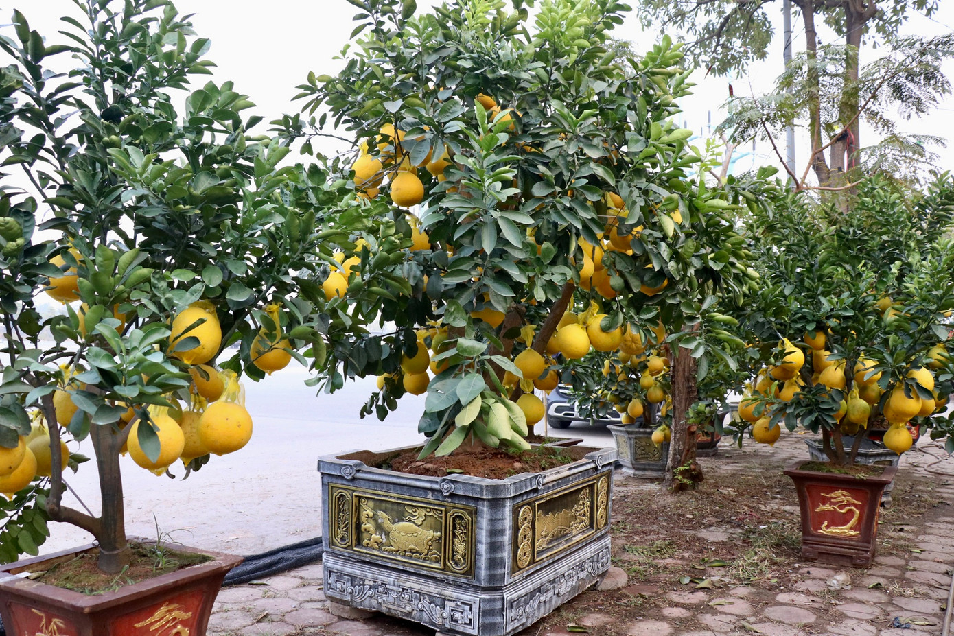 Anh Dụng cho biết năm nay gia đình nhập về khoảng 50 cây bưởi cảnh để phục vụ nhu cầu chơi tết của người dân. Cây nhỏ nhất có giá 4 triệu đồng và cây to nhất có giá hơn 20 triệu đồng.