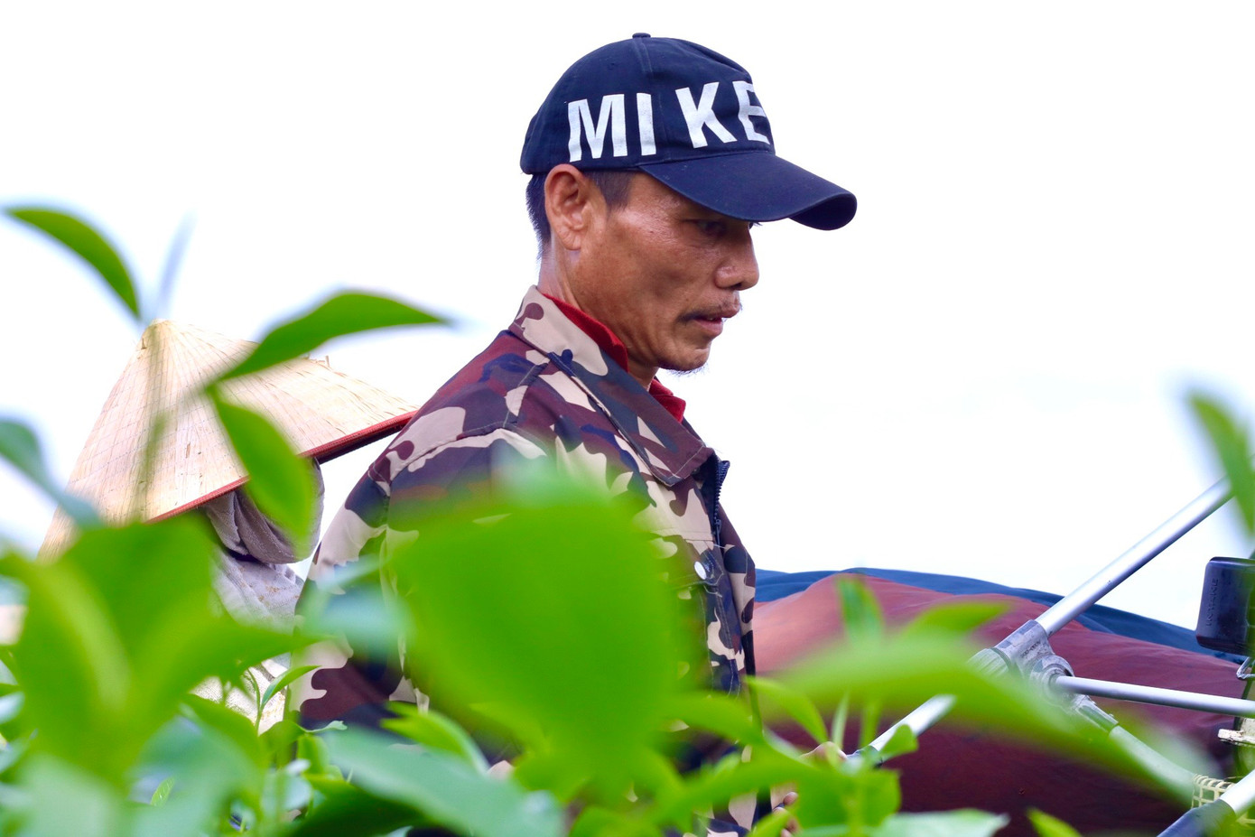 Ông Nguyễn Quốc Hùng (thôn Làng Ngòi, Mỹ Bằng) cho biết :"Ở đây trước là đồi chè mini của nông trường, trồng mô hình chè sạch để xuất khẩu nước ngoài. Sau đó công ty chia cho các hộ công nhân để thầu khoán, nhận chăm sóc và thu hoạch trong vòng 50 năm. Khu vực đội 23 có khoảng gần 200 hộ khoán, mỗi nhà thầu diện tích khoảng dưới 1 ha".