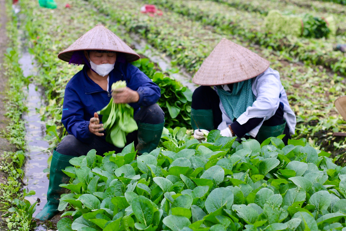 Chị Bùi Thị Tỵ vui vẻ chia sẻ: "Ở đây chúng tôi canh tác nhiều loại rau củ như rau cải ngọt, cải ngồng, cải thìa, bắp cải, súp lơ, su hào... Năm nay thời tiết thuận lợi, cây trồng phát triển tốt, ít sâu bệnh nên người trồng rau chúng tôi cũng đỡ vất vả hơn. Nhưng được mùa thì mất giá, cách đây khoảng nửa tháng, giá rau cải chỉ khoảng 1.000 - 2.000 đồng/kg, so với trước tết giá chỉ bằng 1/5. Mấy ngày trở lại đây, giá rau bắt đầu tăng lên một chút nên bà con chúng tôi cũng rất phấn khởi". Chị Bùi Thị Tỵ vui vẻ chia sẻ: "Ở đây chúng tôi canh tác nhiều loại rau củ như rau cải ngọt, cải ngồng, cải thìa, bắp cải, súp lơ, su hào... Năm nay thời tiết thuận lợi, cây trồng phát triển tốt, ít sâu bệnh nên người trồng rau chúng tôi cũng đỡ vất vả hơn. Nhưng được mùa thì mất giá, cách đây khoảng nửa tháng, giá rau cải chỉ khoảng 1.000 - 2.000 đồng/kg, so với trước tết giá chỉ bằng 1/5. Mấy ngày trở lại đây, giá rau bắt đầu tăng lên một chút nên bà con chúng tôi cũng rất phấn khởi".