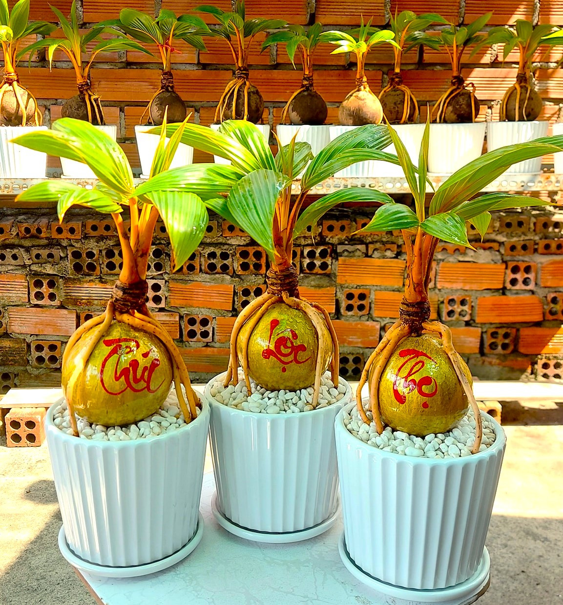 Dừa bonsai in chữ tài lộc vẫn là mặt hàng có số lượng bán ra ổn định nhất qua các màu tết. Dừa bonsai in chữ tài lộc vẫn là mặt hàng có số lượng bán ra ổn định nhất qua các màu tết.