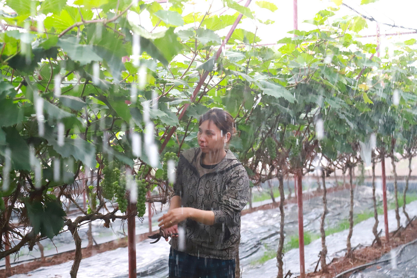 Những trận mưa bất chợt khiến việc chăm sóc nho càng khó khăn hơn đối với người nông dân.