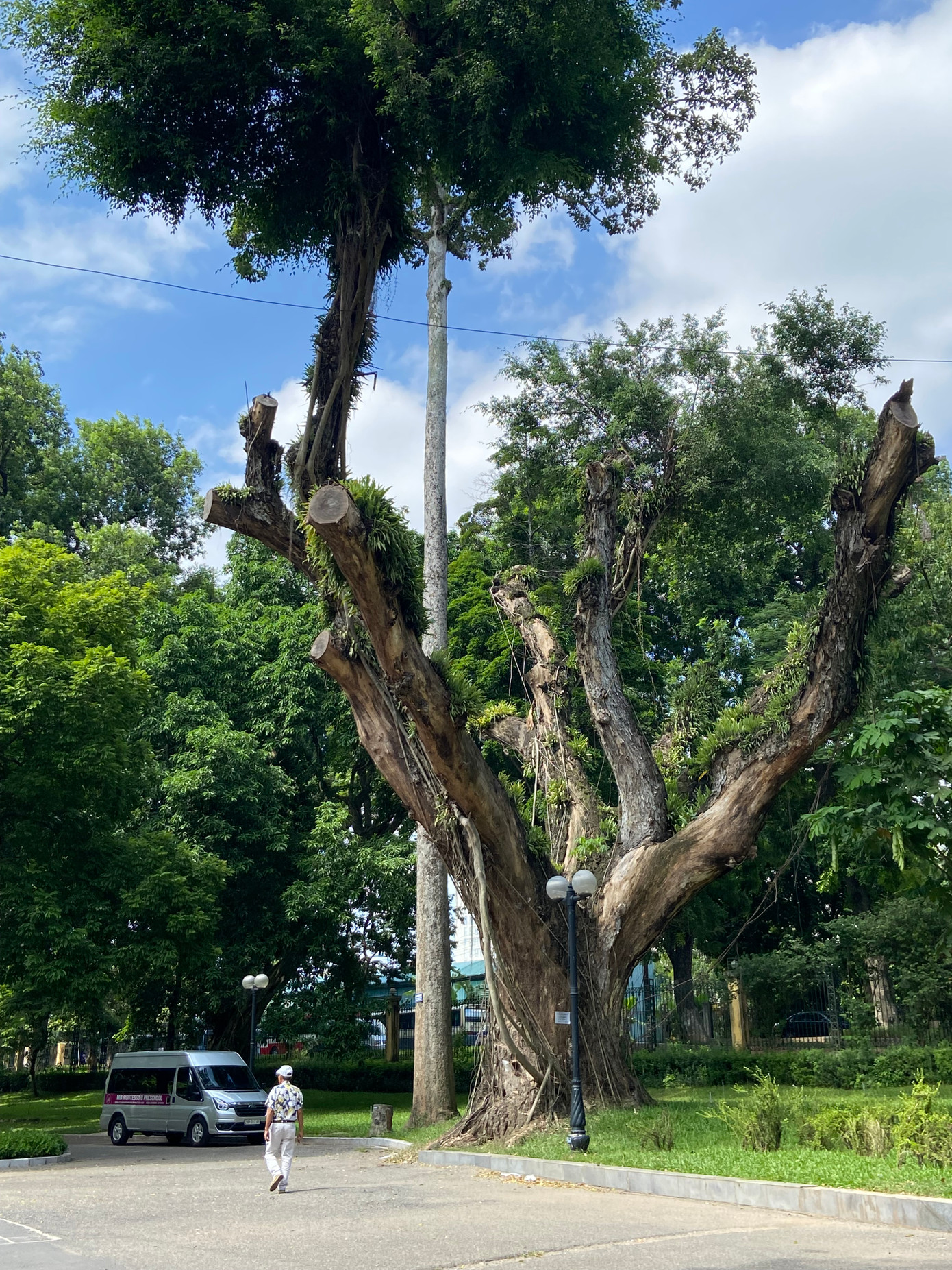 Tuy được ví như "lá phổi xanh" của Hà Nội nhưng tại Công viên Bách Thảo, nhiều cây cổ thụ chết khô, mục rỗng, cành lá trơ trụi. Tuy được ví như "lá phổi xanh" của Hà Nội nhưng tại Công viên Bách Thảo, nhiều cây cổ thụ chết khô, mục rỗng, cành lá trơ trụi.