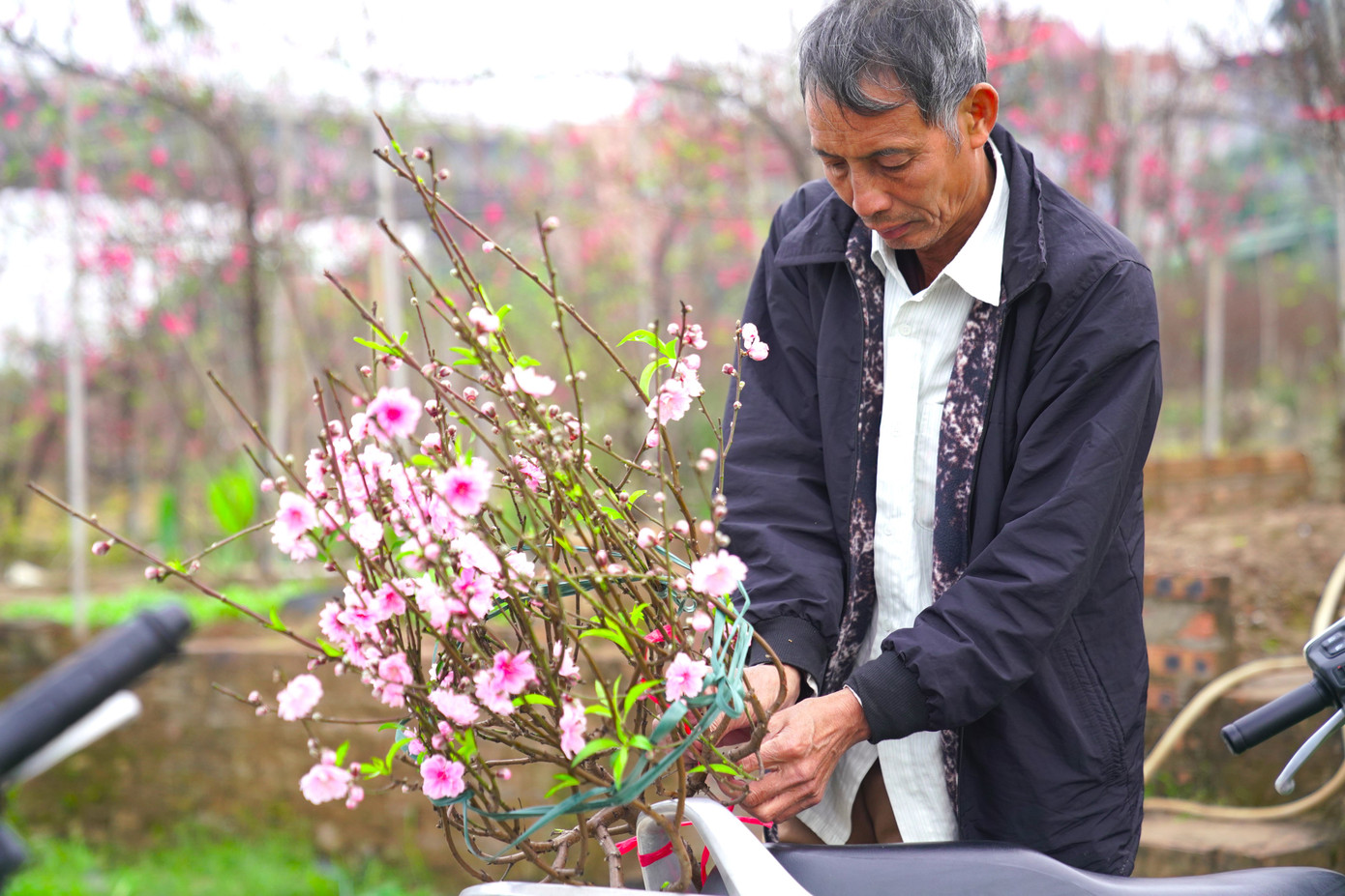 Nhiều người dân đến vườn và nhanh chóng tìm được cho mình cành đào ưng ý.