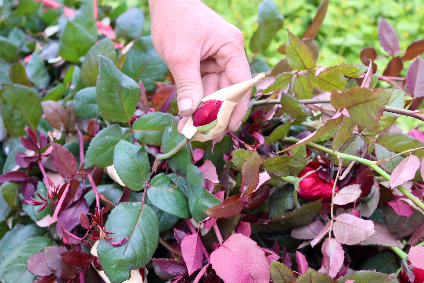 Những bông hồng đến độ thu hoạch sẽ "xé" giấy và chồi ra một phần. Theo người trồng hoa cho biết những bông hoa này đem về cắm nước thì khoảng 2-3 ngày là sẽ nở đẹp. Những bông hồng đến độ thu hoạch sẽ "xé" giấy và chồi ra một phần. Theo người trồng hoa cho biết những bông hoa này đem về cắm nước thì khoảng 2-3 ngày là sẽ nở đẹp.