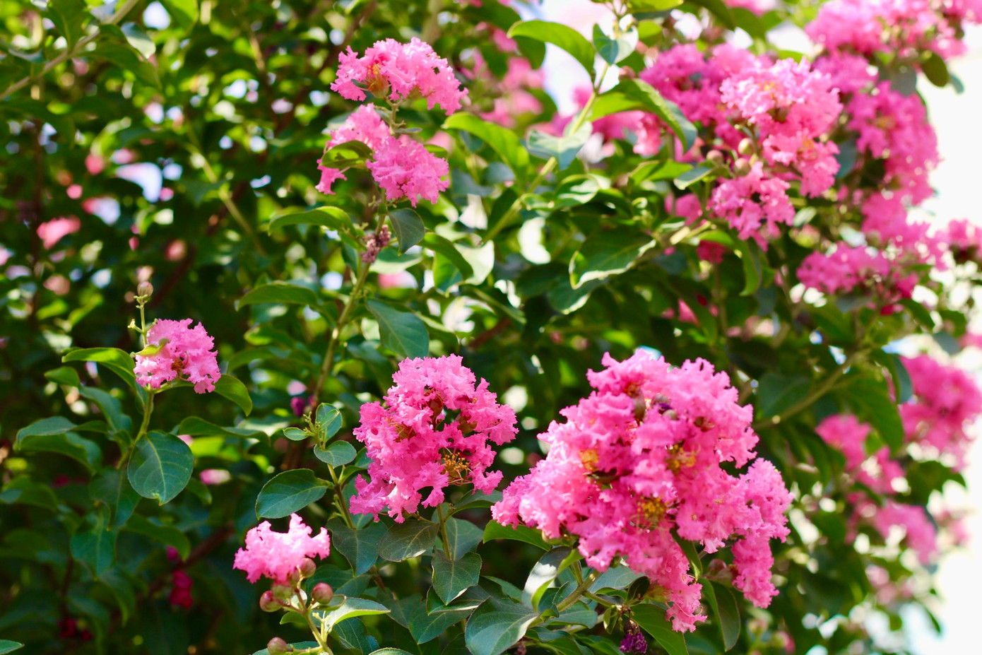 Tường vi dễ thích nghi với khí hậu Việt Nam nên hiện tại cũng được trồng khá phổ biến ở nước ta.