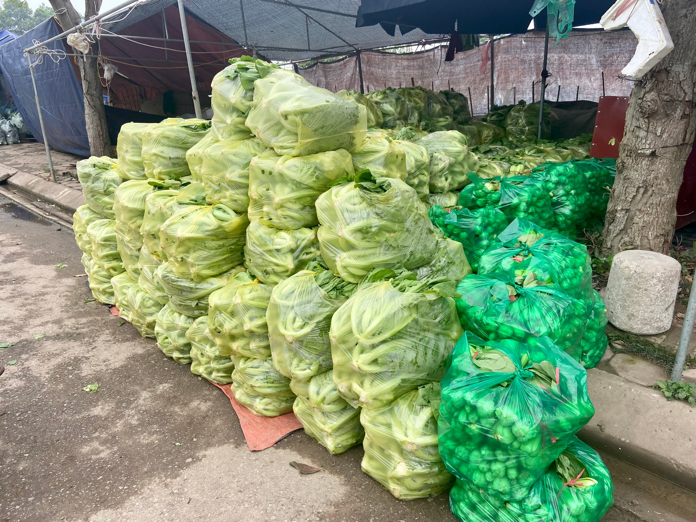 Rau củ sau khi thu hoạch sẽ có người đến tận vườn thu mua hoặc người dân sẽ chở đến chợ để tập kết và đưa đến các nơi để tiêu thụ. Rau củ sau khi thu hoạch sẽ có người đến tận vườn thu mua hoặc người dân sẽ chở đến chợ để tập kết và đưa đến các nơi để tiêu thụ.