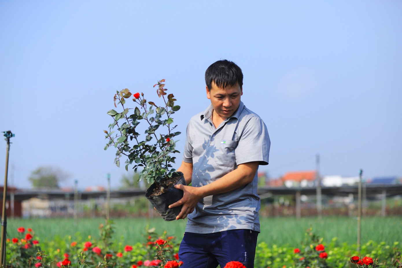 Một số chủ vườn cho biết, năm nay giá hoa tăng nhẹ so với cùng kỳ năm trước tuy nhiên sản lượng hoa không nhiều.