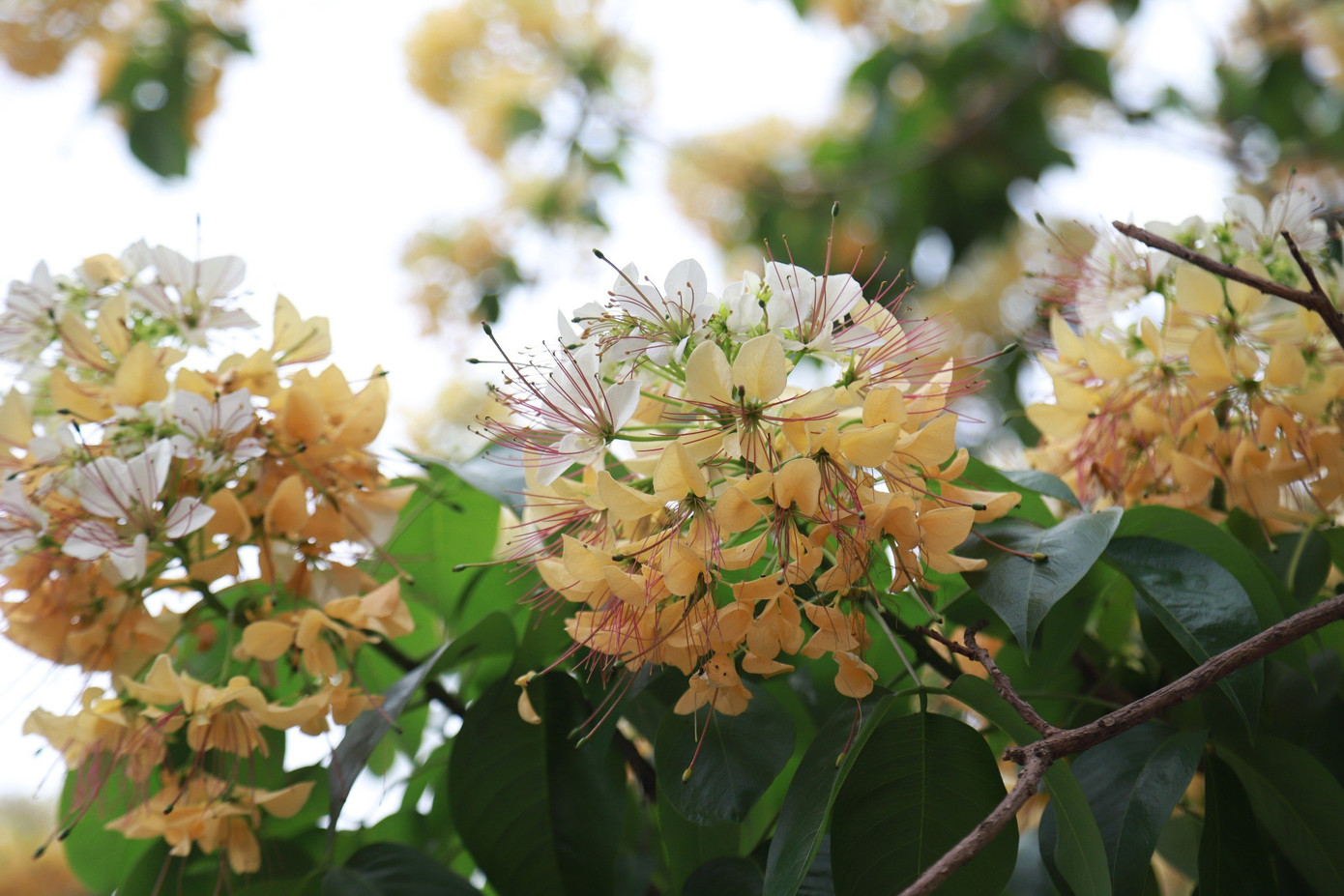 Hoa bún chỉ nở duy nhất một lần trong năm vào mỗi đợt cuối tháng 3 hoặc đầu tháng 4 và sau một tháng, hoa sẽ tàn.
