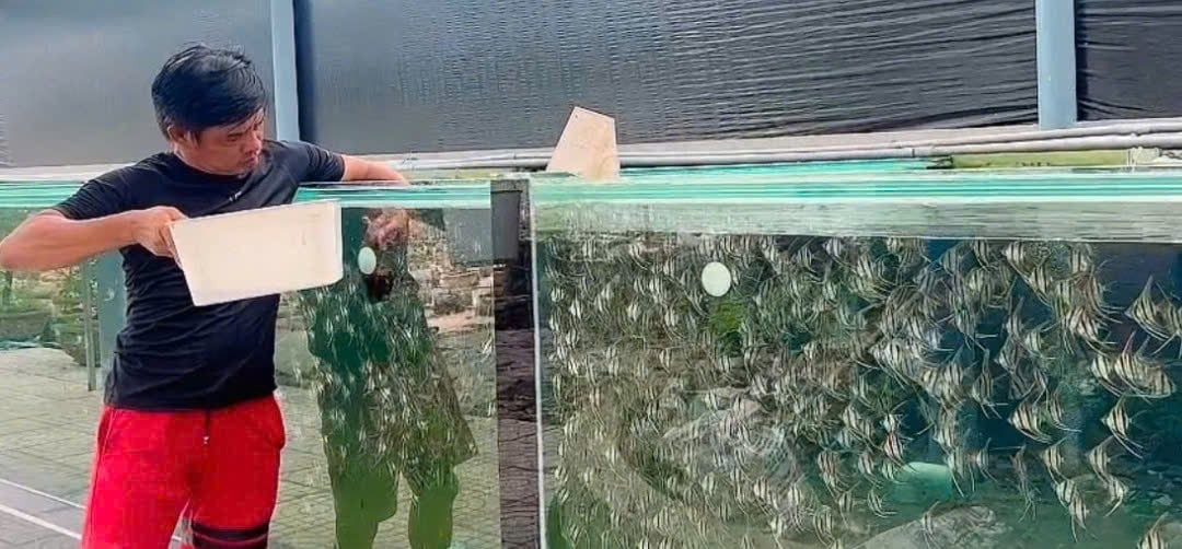 Anh Lê Văn Huệ, tỷ phú Bình Dương nuôi cá cảnh, kinh doanh cá cảnh bên trang trại cá của mình ở xã Thanh Tuyền, huyện Dầu Tiếng. Anh Lê Văn Huệ nhiều năm liền đạt danh hiệu "Nông dân sản xuất, kinh doanh giỏi". Ảnh: Thoại Phương - Hải Dương (Báo Bình Dương). Anh Lê Văn Huệ, tỷ phú Bình Dương nuôi cá cảnh, kinh doanh cá cảnh bên trang trại cá của mình ở xã Thanh Tuyền, huyện Dầu Tiếng. Anh Lê Văn Huệ nhiều năm liền đạt danh hiệu "Nông dân sản xuất, kinh doanh giỏi". Ảnh: Thoại Phương - Hải Dương (Báo Bình Dương).