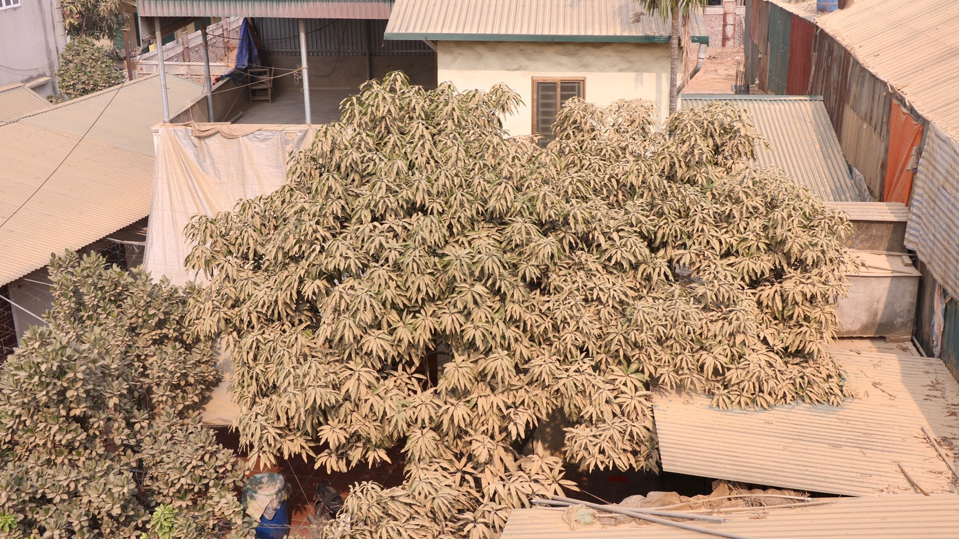 Người dân xóm Đông thôn Trung 2, xã Liên Trung, huyện Đan Phượng bức xúc về tình trạng các xưởng gỗ xả thải bụi mộc trực tiếp ra môi trường. Người dân xóm Đông thôn Trung 2, xã Liên Trung, huyện Đan Phượng bức xúc về tình trạng các xưởng gỗ xả thải bụi mộc trực tiếp ra môi trường.