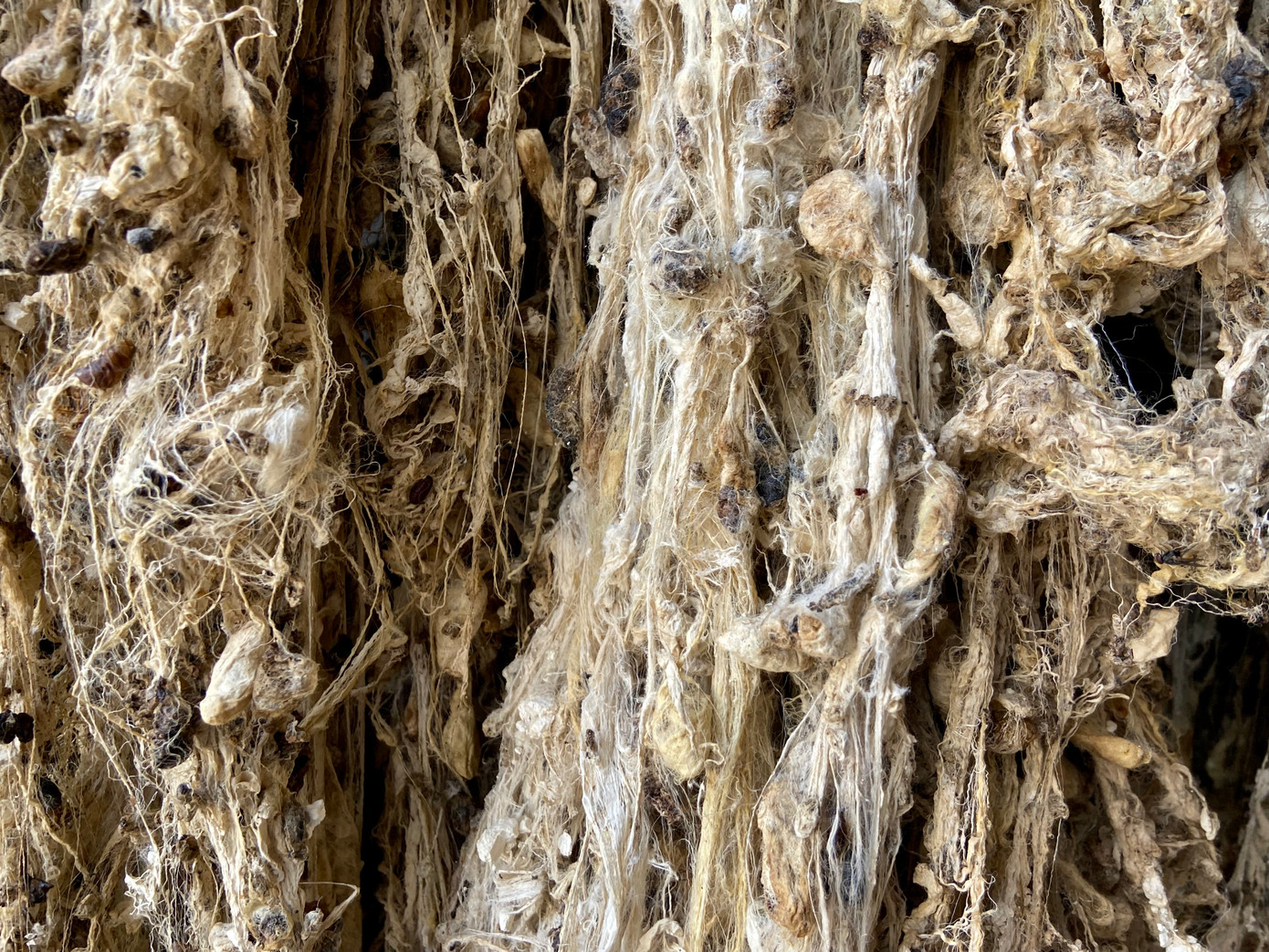 Phần không quay được tơ này thì được gia đình anh Lộc phơi ra bán theo cân cho người ta mua về làm đũi với giá 2.000 đồng/kg.