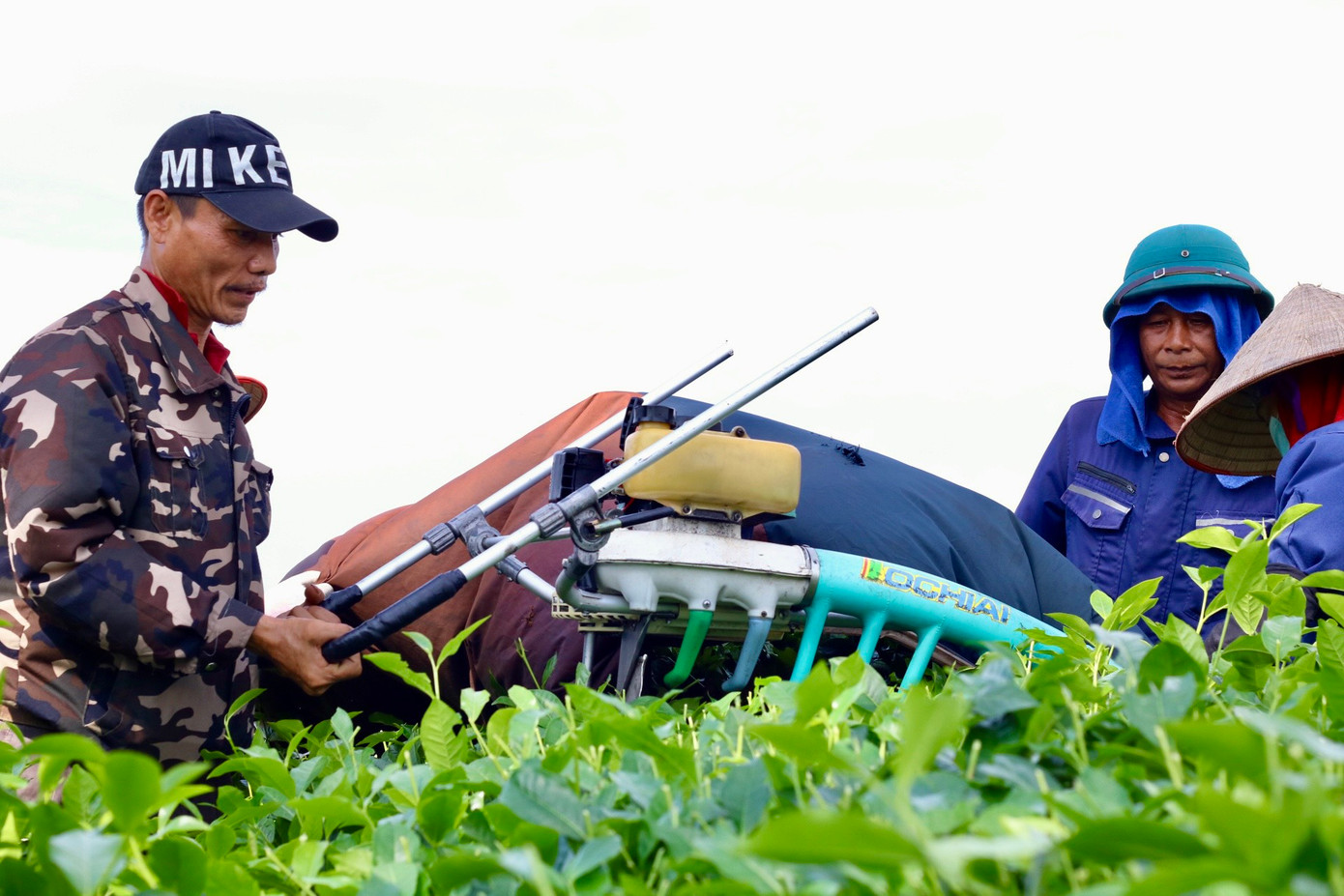 Người trồng chè cho biết ở giai đoạn cây mới trồng người dân sẽ rắc vôi bột khử khuẩn và bón lót với phân lân. Ở mỗi tổ đều có đội bảo vệ thực vật riêng nên khi có bệnh phát sinh sẽ có người đến kiểm tra ngay, nếu cần thiết sẽ tiến hành phun thuốc và cách ly đúng ngày.