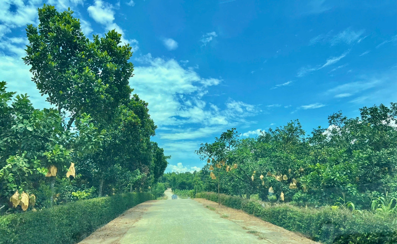 Huyện Hương Khê (Hà Tĩnh) được mệnh danh là "thủ phủ " bưởi Phúc Trạch lớn nhất miền Trung. Toàn huyện có hàng nghìn ha trồng bưởi Phúc Trạch