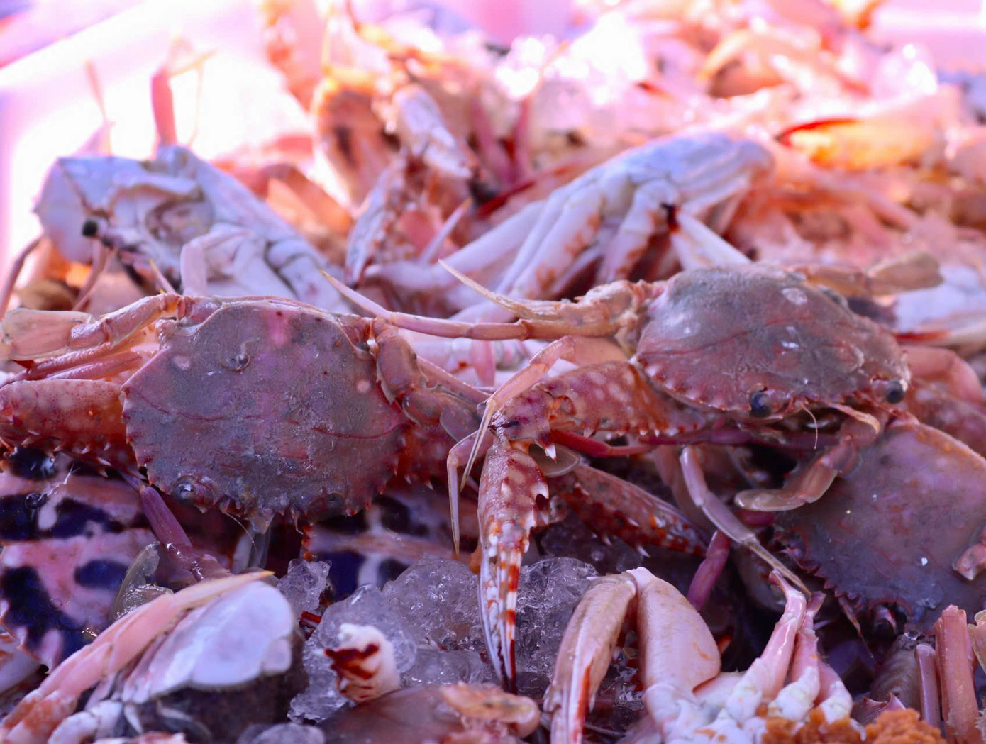 Ngư dân cho biết đợt này ngoài cá hố chiếm số lượng lớn thì cũng có thêm các loại hải sản khác như cá bạc má, cua, ghẹ biển,...Giá mỗi cân bạc má rơi vào khoảng 30.000 - 40.000 đồng, giá ghẹ khoảng 150.000 đồng/kg, ghẹ xanh khoảng 300.000 đồng/kg. Mực trứng mới vào bờ giá khoảng 150.000 - 200.000 đồng/kg.