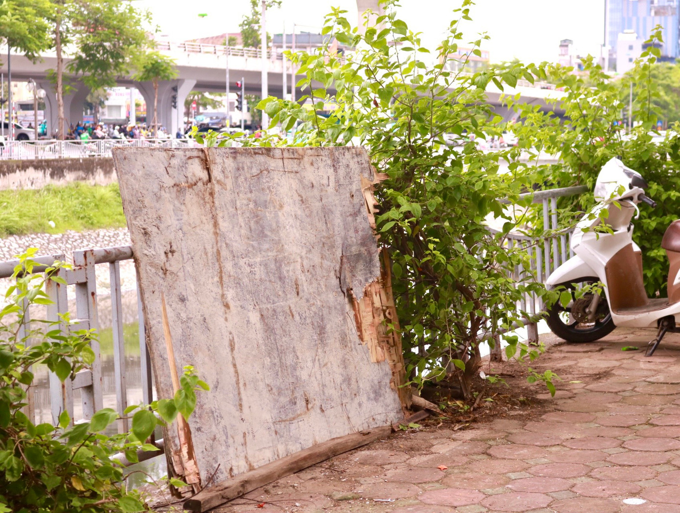 Rác thải cứng được người dân tiện tay vứt ra ngoài vỉa hè, chèn lên cây hoa giấy.