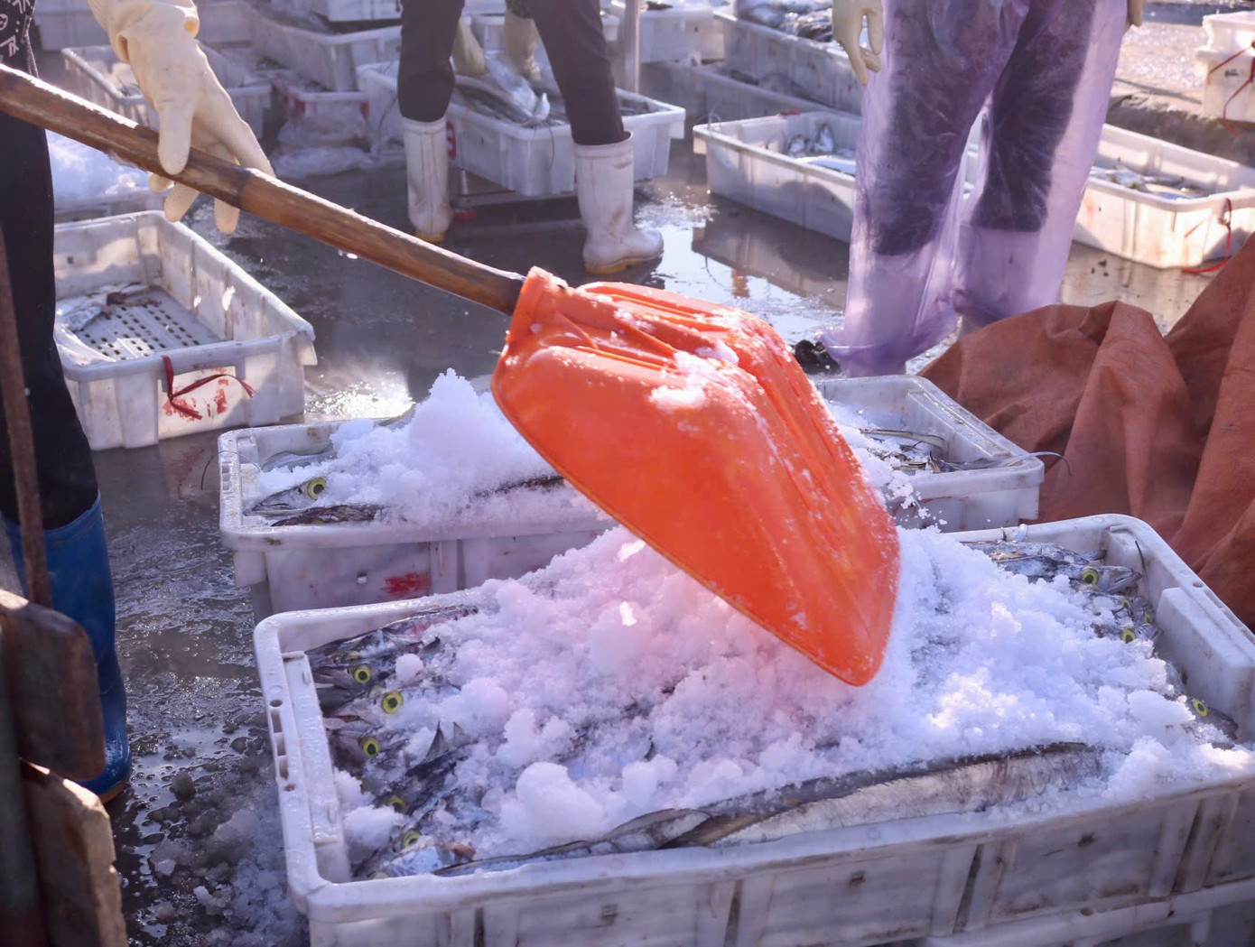 Những mẻ cá hố vừa đem từ thuyền xuống được uớp đá luôn để đảm bảo độ tươi ngon trong quá trình vận chuyển. Cứ một lớp cá lại được rải một lớp đá. Bởi giá trị dinh dưỡng cao và mùi vị tươi ngon, giá thành cá hố cũng cao hơn nhiều so với những loại cá khác. Thông thường, chủ tàu sẽ bán với giá 100.000 đồng/kg.