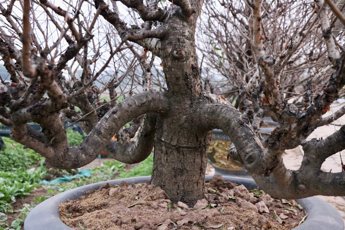 Những cây đào nhà ông năm nay là những cây được chọn lọc kỹ lưỡng, có tuổi đời hàng chục năm và có thế rất đẹp.