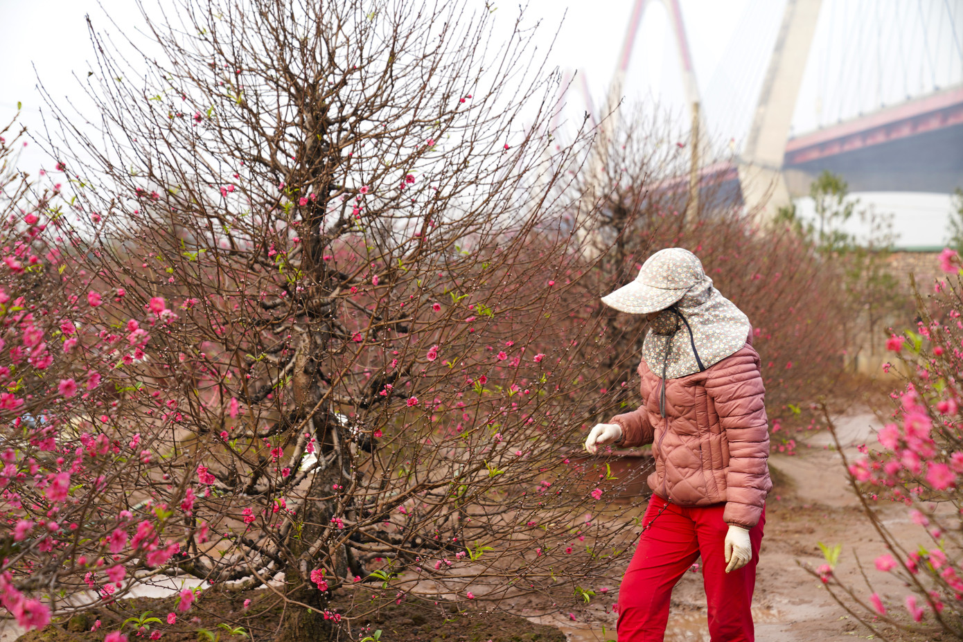 Thời điểm này, các nhà vườn đã hoàn tất các giai đoạn chăm sóc và chỉ ngồi chờ khách đến mua.