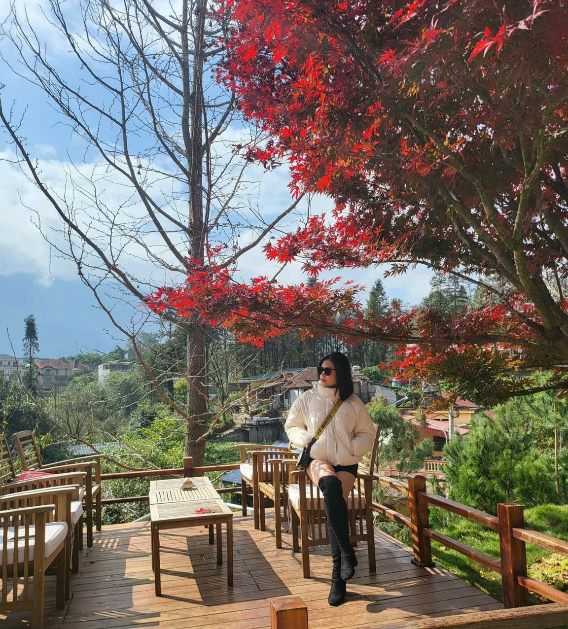 Nhiều bạn trẻ nô nức đến check-in cùng cây phong lá đỏ trăm tuổi tại Sa Pa.