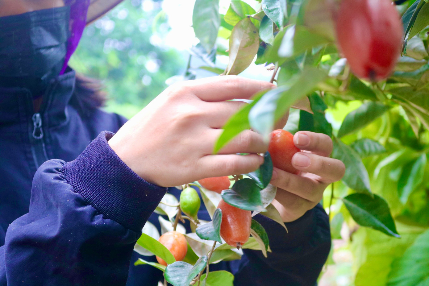 "Như mọi năm được mùa, vườn nhà tôi thu hoạch được khoảng 900 kg mỗi vụ nhưng năm nay ước tính chỉ được khoảng 600-700 kg. Năm nay, mỗi lần thu hoạch, gia đình tôi chỉ hái được khoảng 50-60kg, hôm nào nhiều thì được khoảng 70kg. Cũng không có nhiều để mà thu hoạch thường xuyên nên cứ trẩy hôm nay thì phải 4-5 hôm nữa mới có lứa quả mới để trẩy, có những lúc còn phải đợi cả tuần mới đến lượt thu hoạch tiếp theo.", chị Hồng cho biết thêm. "Như mọi năm được mùa, vườn nhà tôi thu hoạch được khoảng 900 kg mỗi vụ nhưng năm nay ước tính chỉ được khoảng 600-700 kg. Năm nay, mỗi lần thu hoạch, gia đình tôi chỉ hái được khoảng 50-60kg, hôm nào nhiều thì được khoảng 70kg. Cũng không có nhiều để mà thu hoạch thường xuyên nên cứ trẩy hôm nay thì phải 4-5 hôm nữa mới có lứa quả mới để trẩy, có những lúc còn phải đợi cả tuần mới đến lượt thu hoạch tiếp theo.", chị Hồng cho biết thêm.