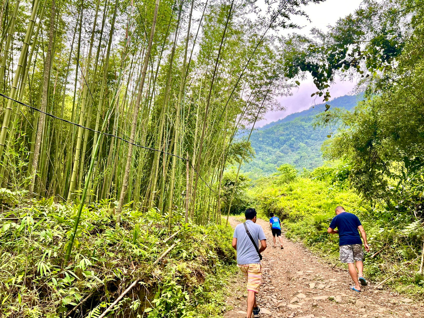 Rừng trúc là "cầu nối" giữa thôn Phiêng Phàng và thác Pù Lầu. Đi qua rừng trúc, thác Pù Lầu cao gần 100m hiện ra trước mắt du khách với dòng nước mát lạnh đổ từ trên đỉnh núi xuống, vắt trên những phiến đã phủ đầy rêu xanh. (Ảnh: Đường vào rừng trúc vượt qua dốc cao)