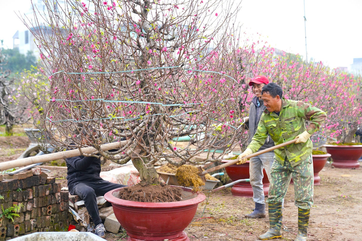 Những cây đào được khách mua chọn sẽ được các nhà vườn vận chuyển tận nơi.