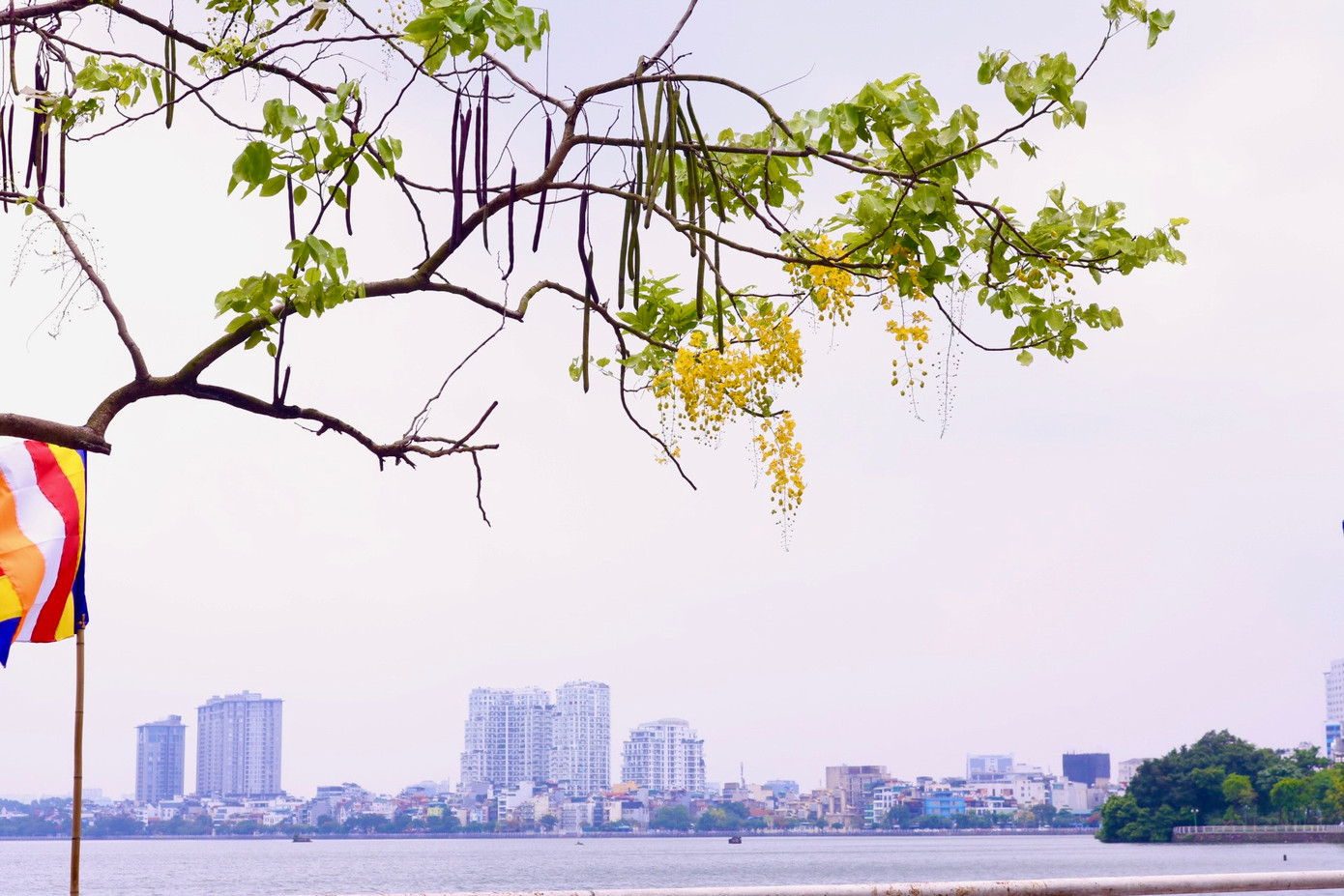 Hoa muồng hoàng yến thường nở từ cuối tháng 4 đến đầu tháng 7. Hoa muồng hoàng yến thường nở từ cuối tháng 4 đến đầu tháng 7.