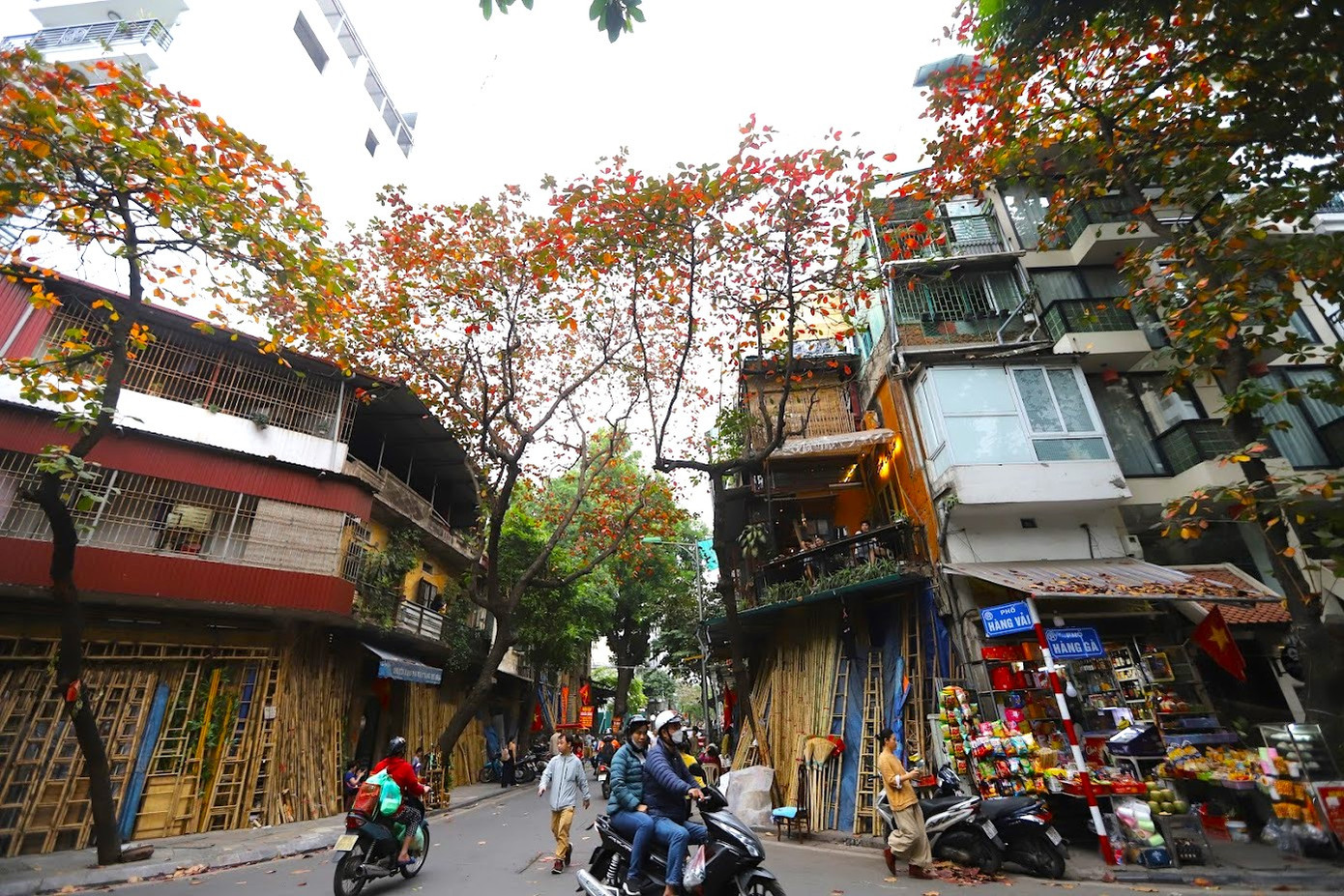 Bàng được trồng nhiều ở những tuyến phố trong khu phố cổ Cửa Nam, Hàng Bông, Phùng Hưng, Hàng Chiếu, Hàng Mã... hay các tuyến phố lân cận như Tràng Thi, Nguyễn Thái Học.