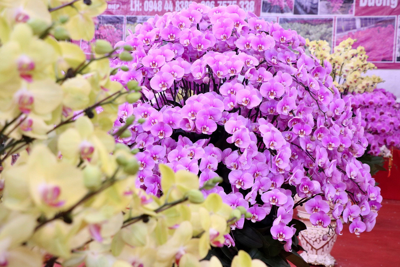 Những chậu lan hồ điệp đủ các kích thước từ nhỏ cho đến to được nhà vườn lên mẫu và phối màu một cách rất hài hòa, vừa đảm bảo được tính thẩm mỹ cao, vừa toát lên vẻ quý phái, sang trọng của chậu hoa. Những chậu lan hồ điệp đủ các kích thước từ nhỏ cho đến to được nhà vườn lên mẫu và phối màu một cách rất hài hòa, vừa đảm bảo được tính thẩm mỹ cao, vừa toát lên vẻ quý phái, sang trọng của chậu hoa.