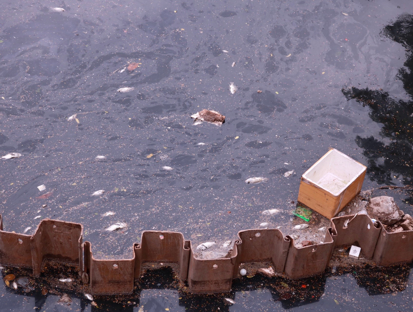 Dọc khu vực cống xả nước thải vào sông Tô Lịch, mặt nước nổi váng và có nhiều cá chết nổi trên sông.