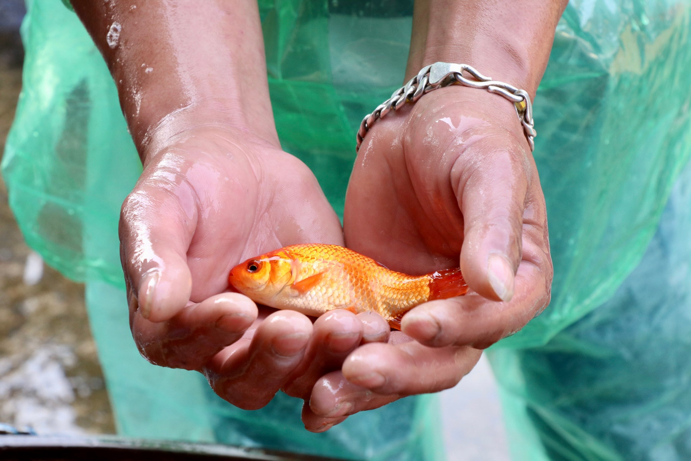 Người bán chia sẻ, thông thường khi chọn cá để cúng ông Công ông Táo, người ta thường chọn những con cá to, khoẻ, có màu đậm, không bị trầy xước. Để biết cá có khoẻ hay không nên kiểm tra phần mang của cá, mang đỏ tươi là cá khoẻ mạnh, mang đỏ thâm là cá đã yếu.