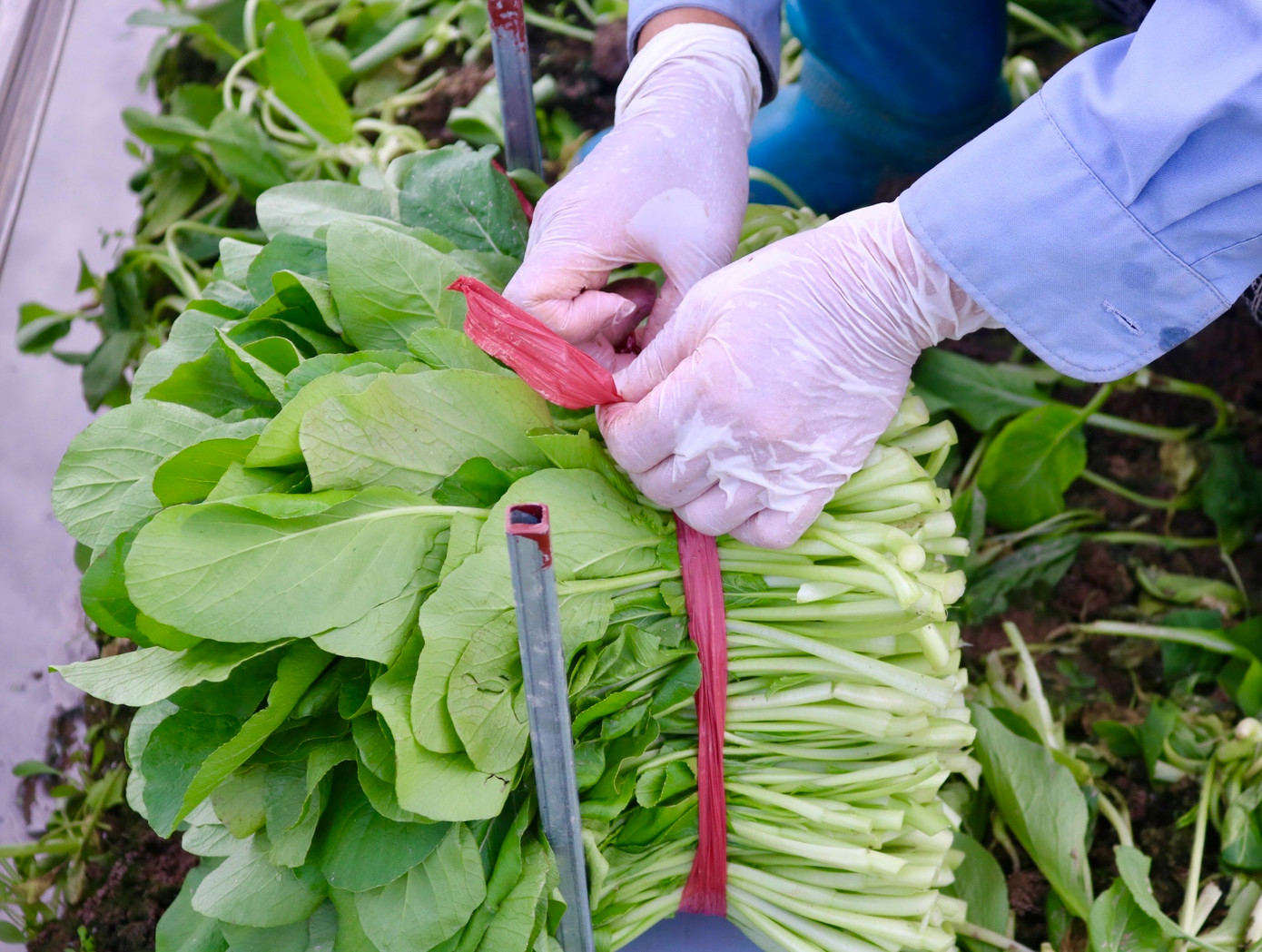 Theo các hộ trồng rau, hạt giống bây giờ đắt gấp 3 lần trước kia, bình thường mua hạt giống chỉ khoảng 15.000 đồng/gói nhưng những giống này lại có giá lên đến 65.000 đồng/gói, một sào vãi hết 3 gói hạt. Còn chưa kể các chi phí thuốc, phân bón, thuê người làm. "Những đợt như thế này làm chỉ lỗ thôi, không thể lãi được", bà Cảnh chia sẻ. Theo các hộ trồng rau, hạt giống bây giờ đắt gấp 3 lần trước kia, bình thường mua hạt giống chỉ khoảng 15.000 đồng/gói nhưng những giống này lại có giá lên đến 65.000 đồng/gói, một sào vãi hết 3 gói hạt. Còn chưa kể các chi phí thuốc, phân bón, thuê người làm. "Những đợt như thế này làm chỉ lỗ thôi, không thể lãi được", bà Cảnh chia sẻ.