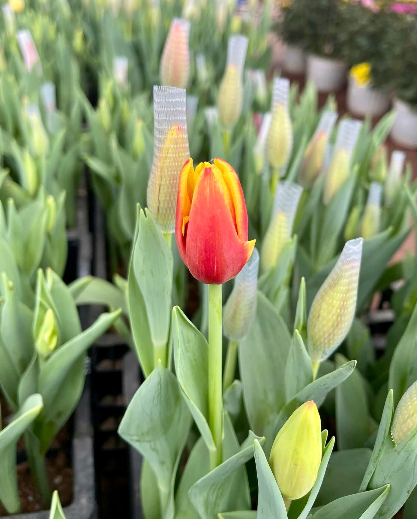 Những bông hoa tulip được đánh giá là có vẻ đẹp độc đáo, khác biệt đem đến cảm giác dễ chịu và thường nở rộ từ tháng 4 đến tháng 5.