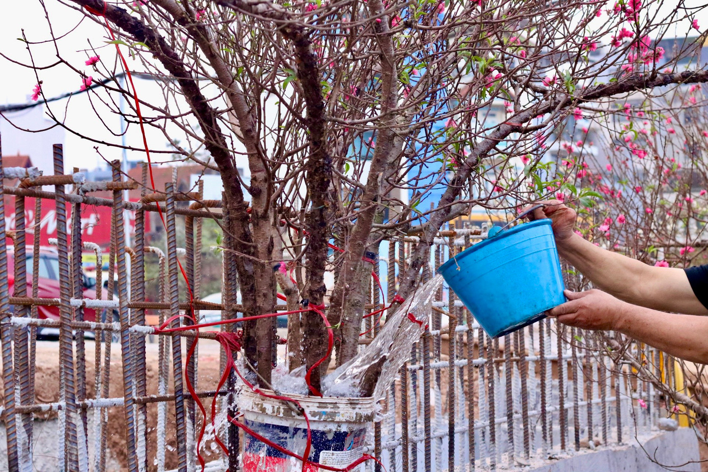 Những cành đào được bày bán ngoài trời cần bổ sung nước liên tục để đảm bảo độ tươi của cành và nụ.