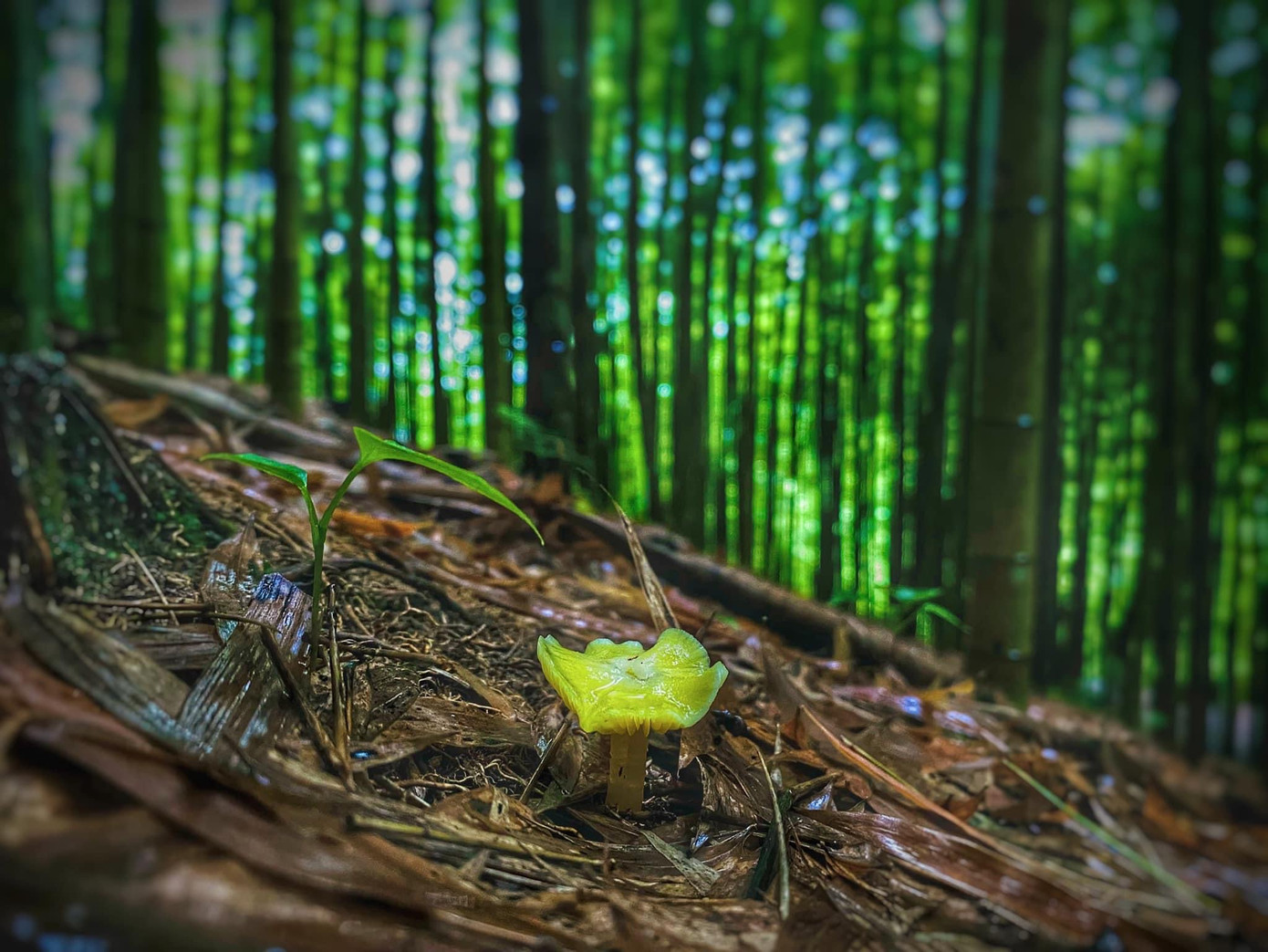 Môi trường dưới những tán trúc màu mỡ để cho những loài nấm phát triển.